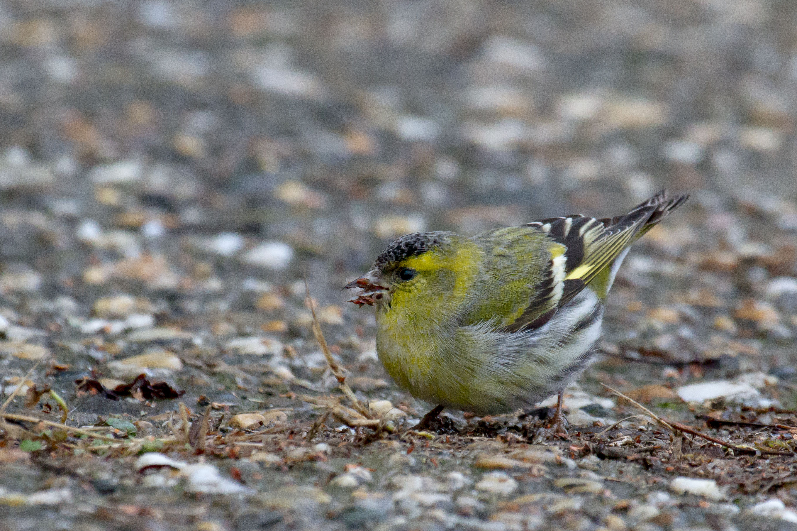 Siskin (carduelis spinus)