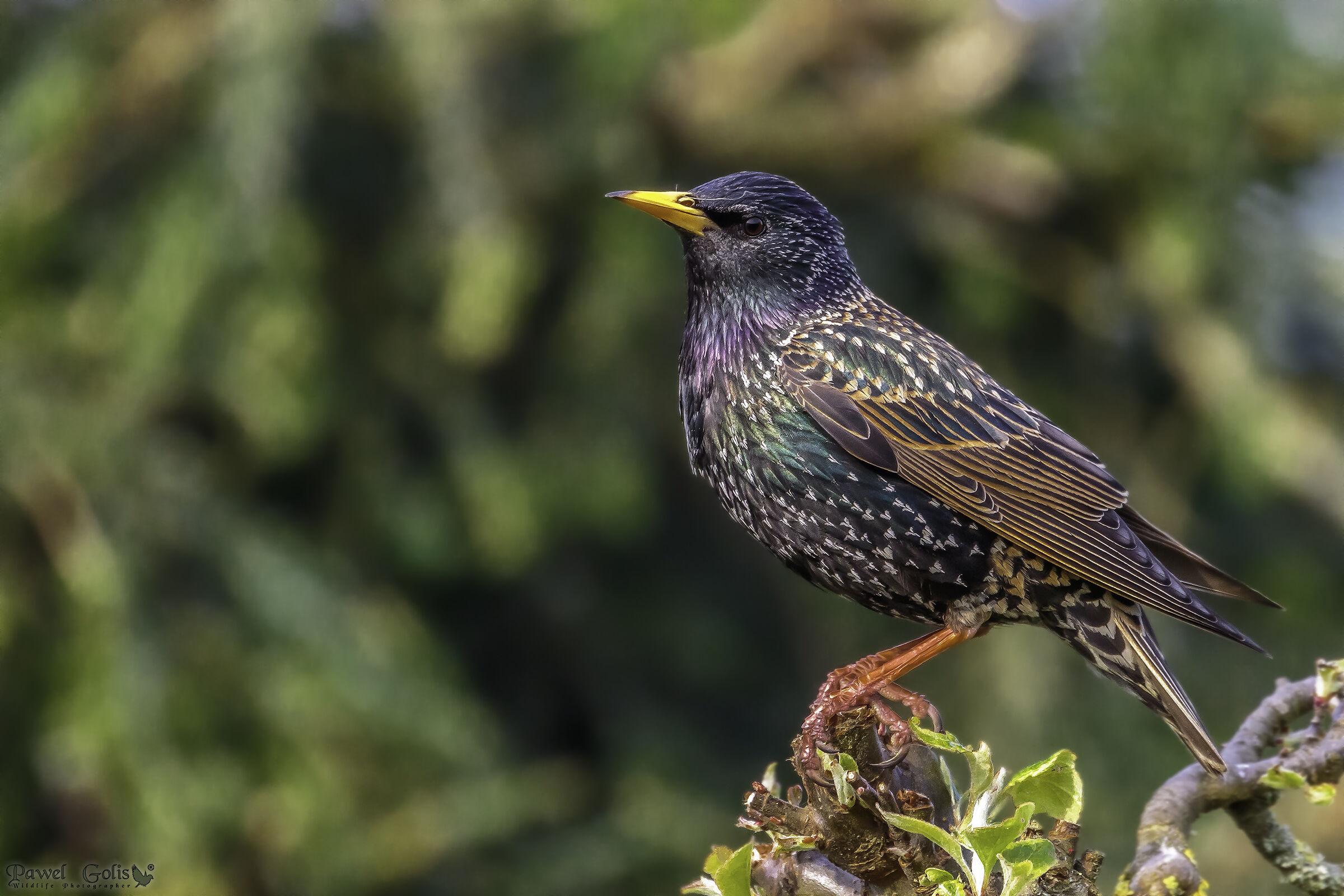 Sturnus vulgaris (Sturnus vulgaris)