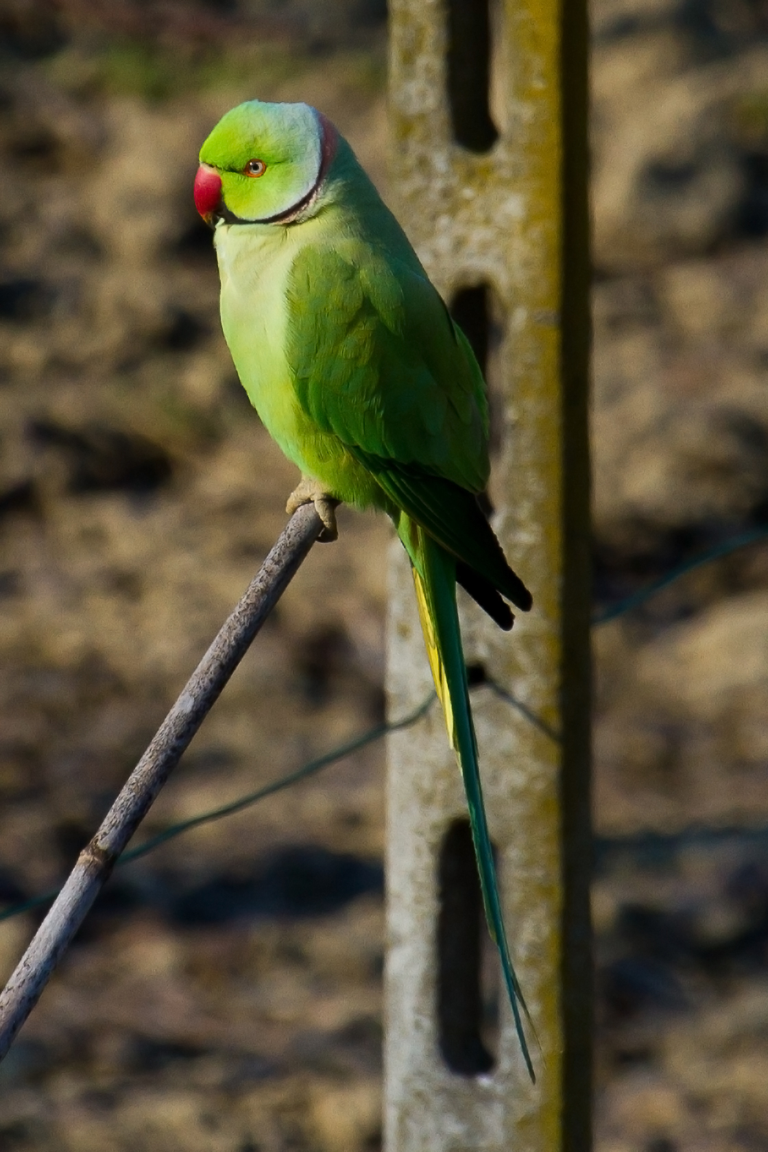 Parrocchetto dal collare (psittacula krameri)