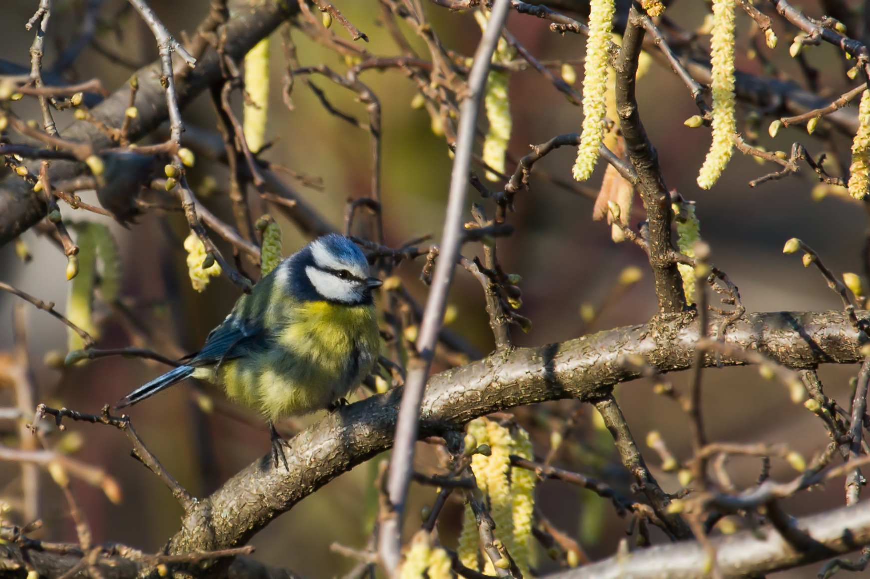 Cinciarella (cyanistes caeruleus)