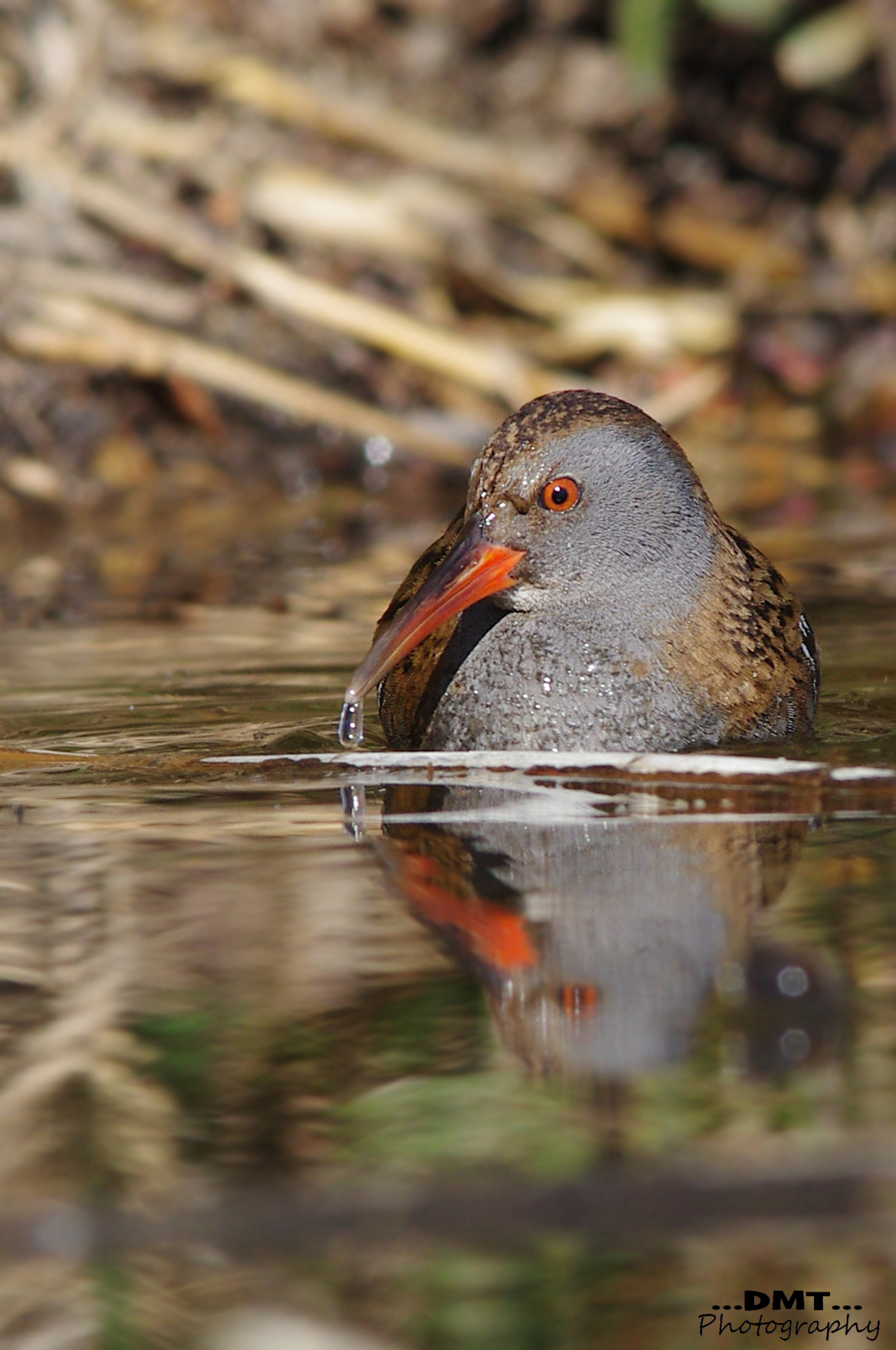 Water Rail