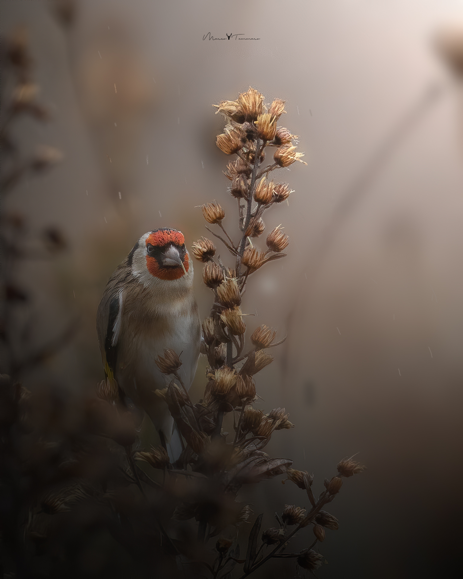 Goldfinch