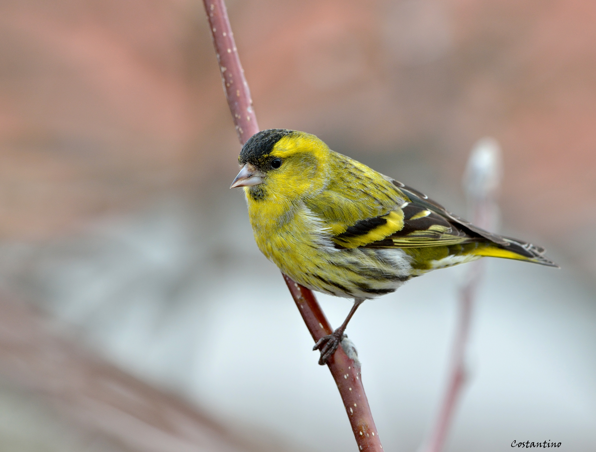 Male Siskin (Carduelis spinus)