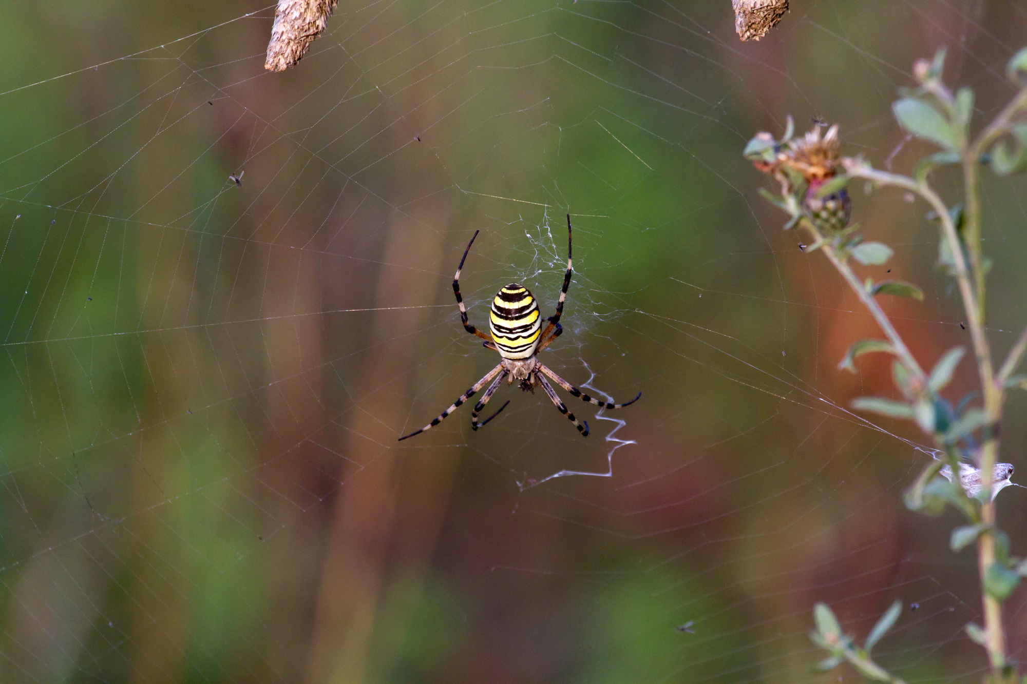 Argiope - Ragno vespa (Argiope bruennichi)