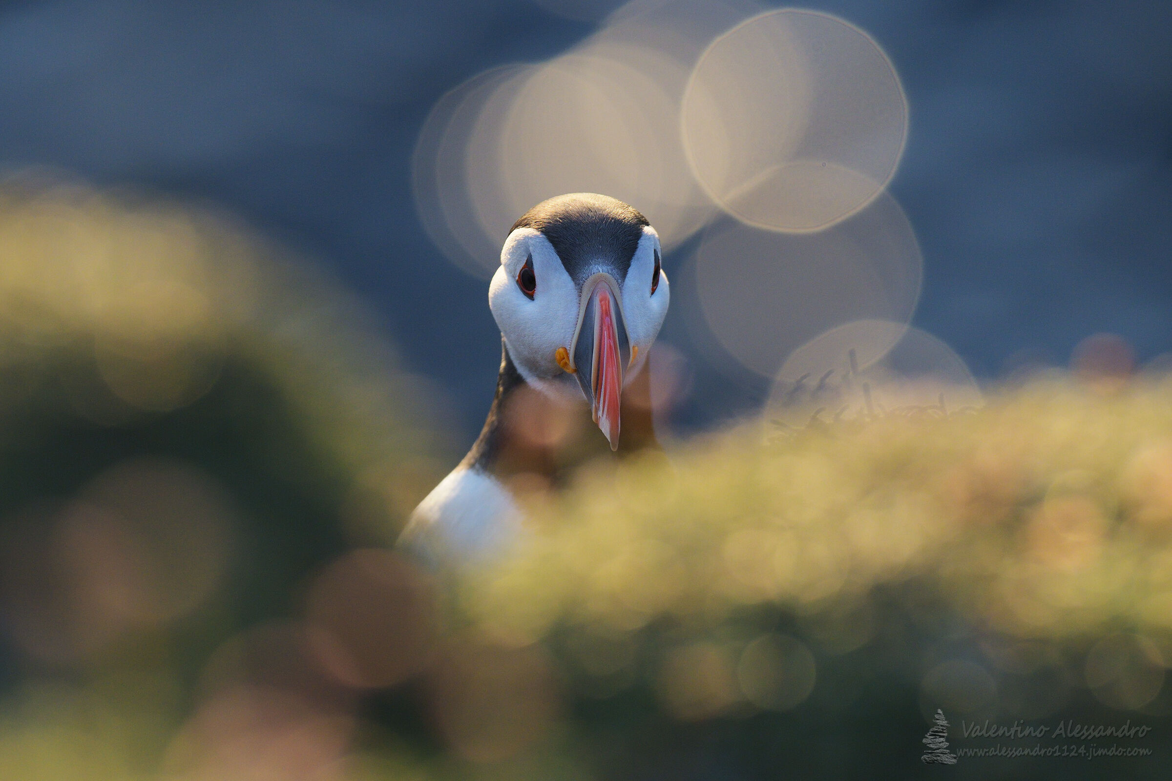 La star della scogliera