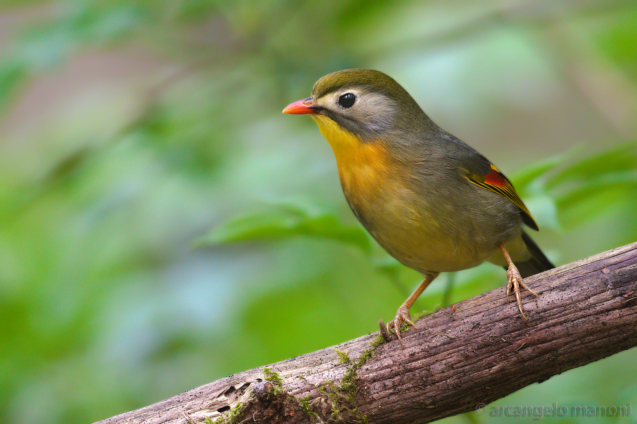 Nightingale of Japan 10