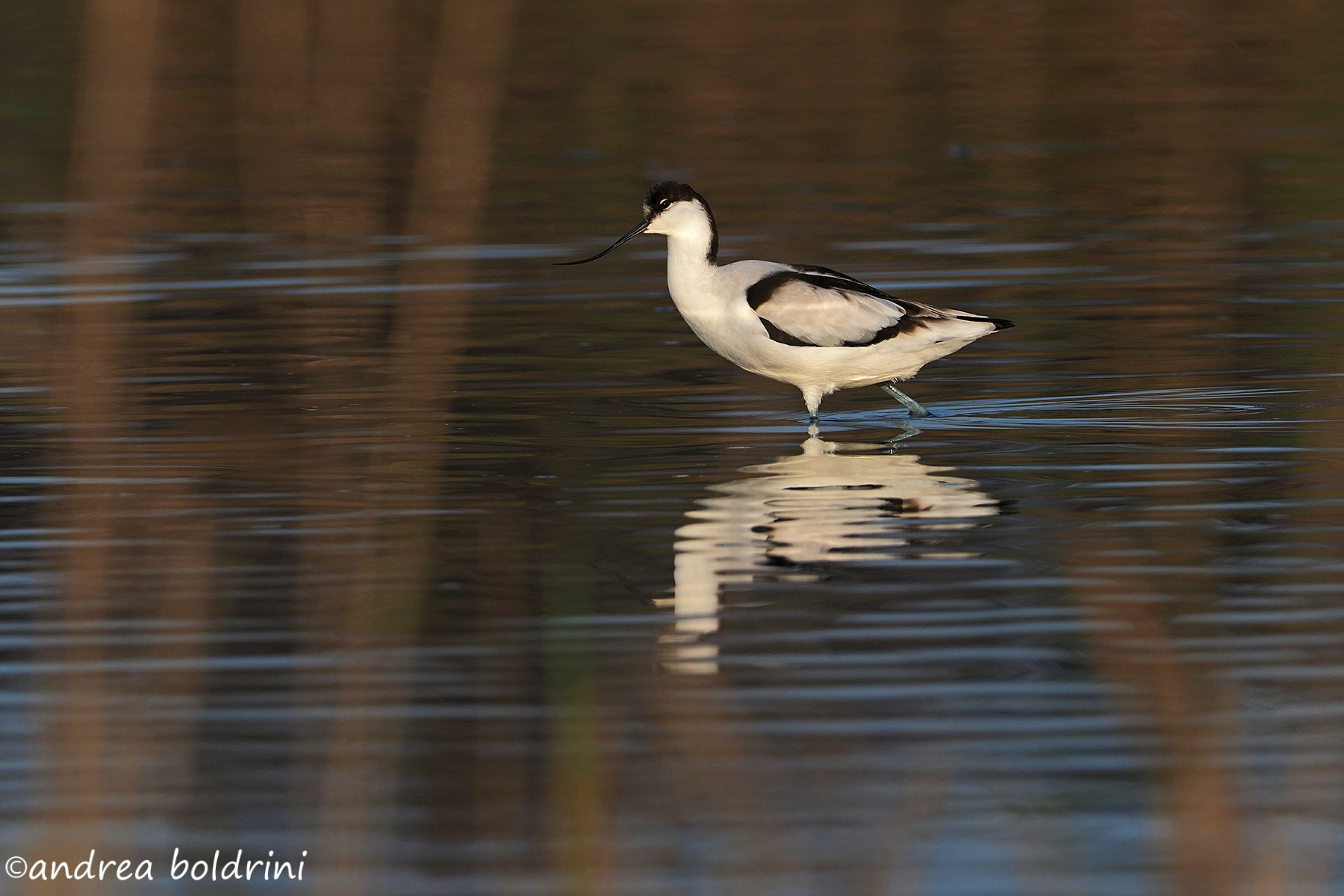 Avocetta