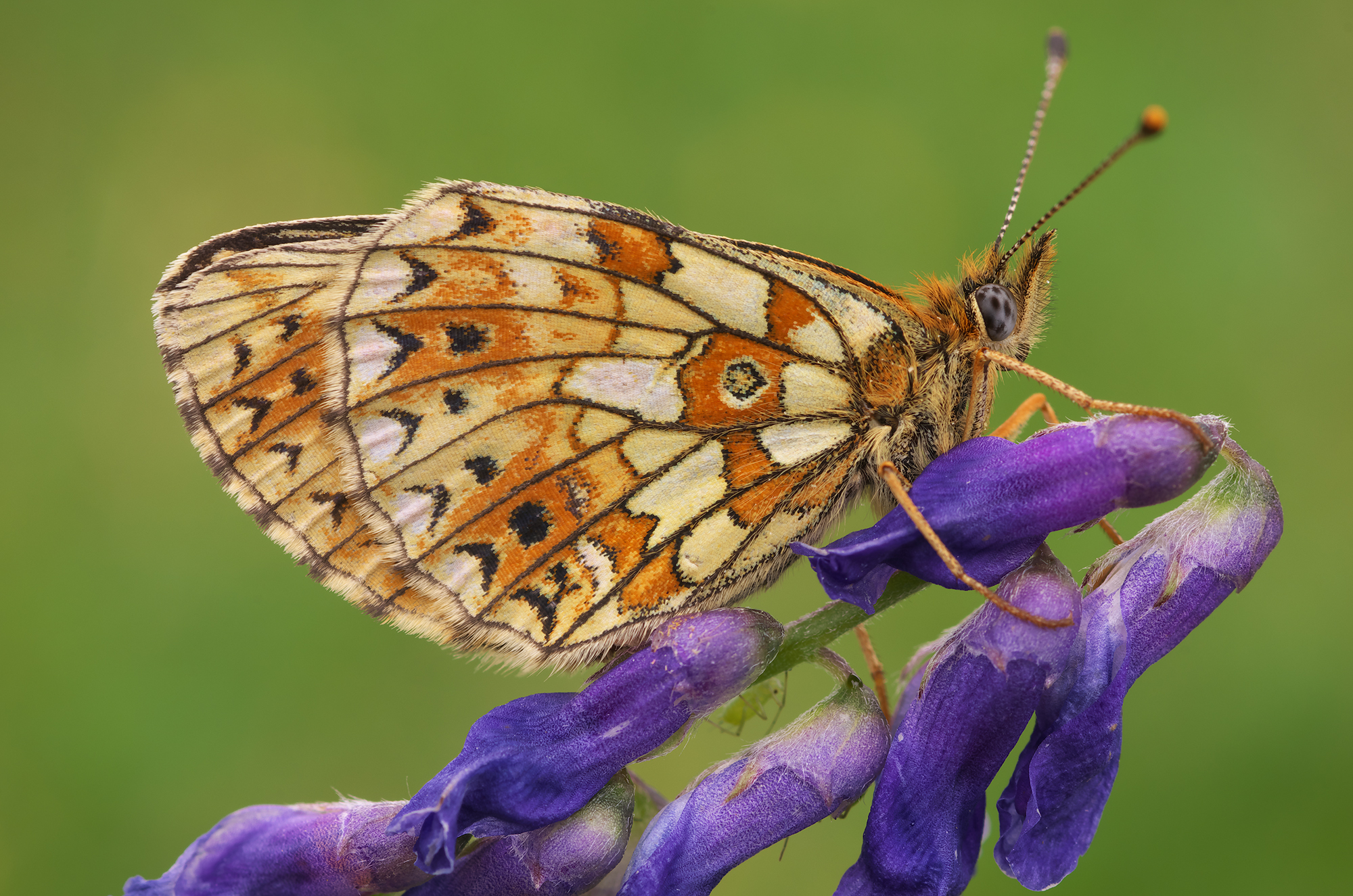 Boloria selene