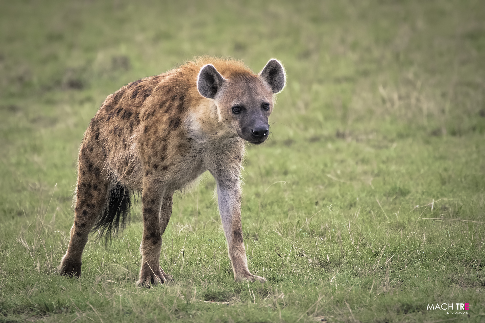 Masai Mara Game Reserve