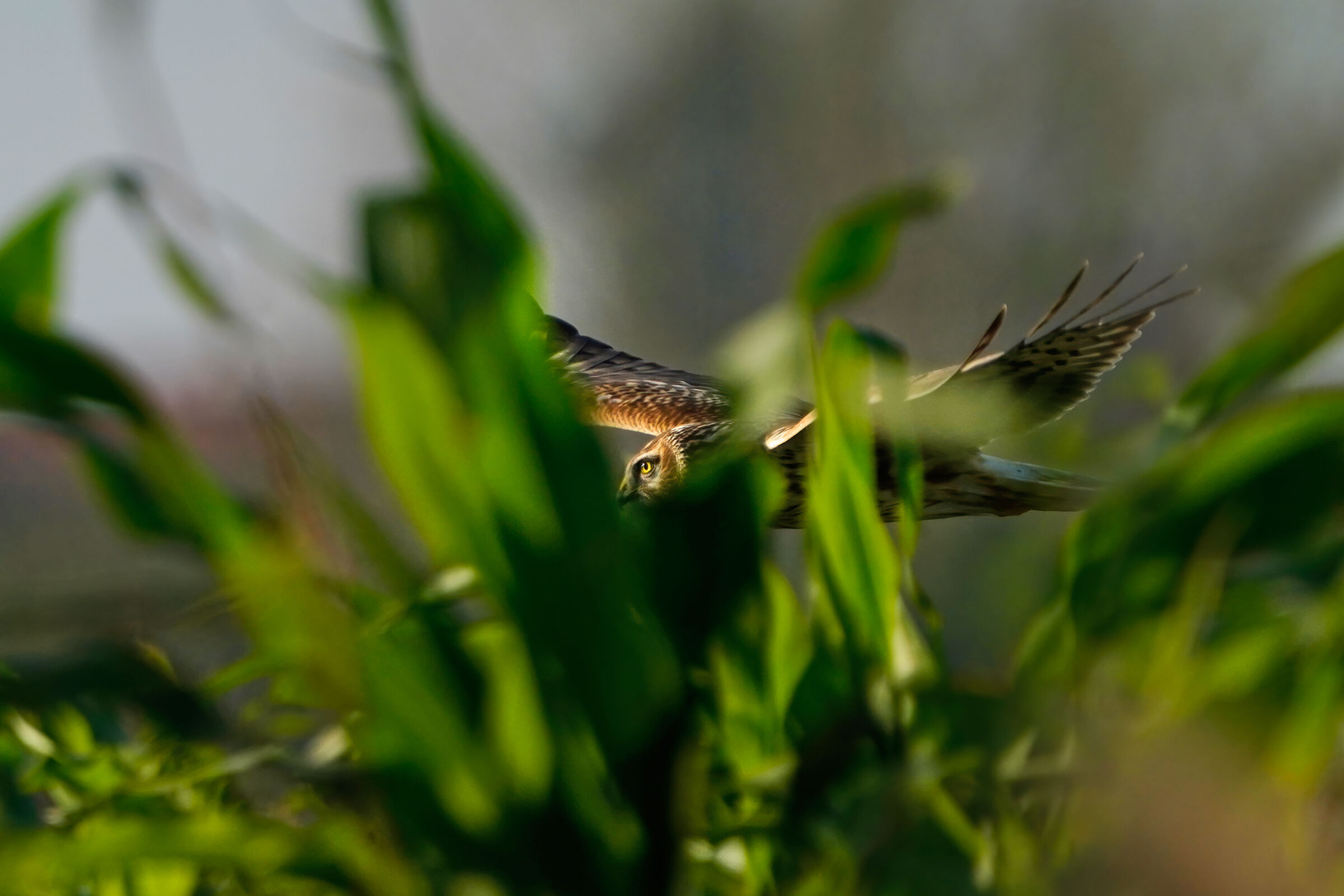 The Predator's Eye - Royal Albanelle