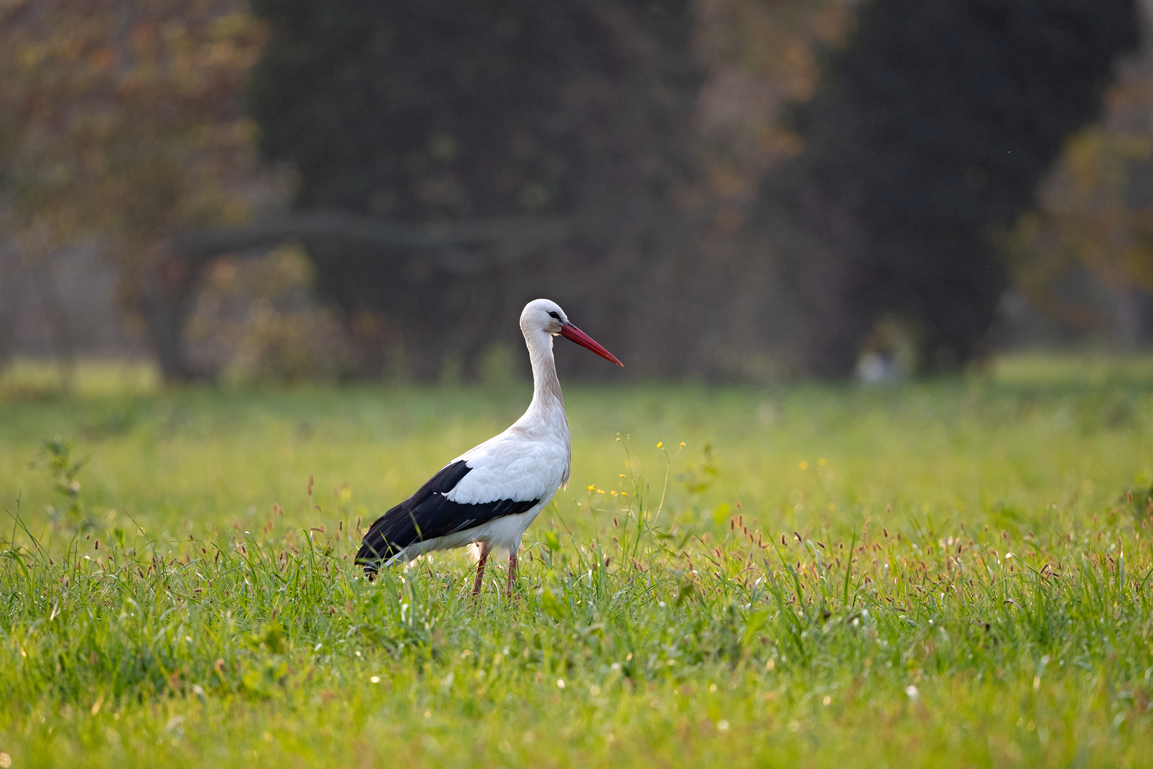 Stork