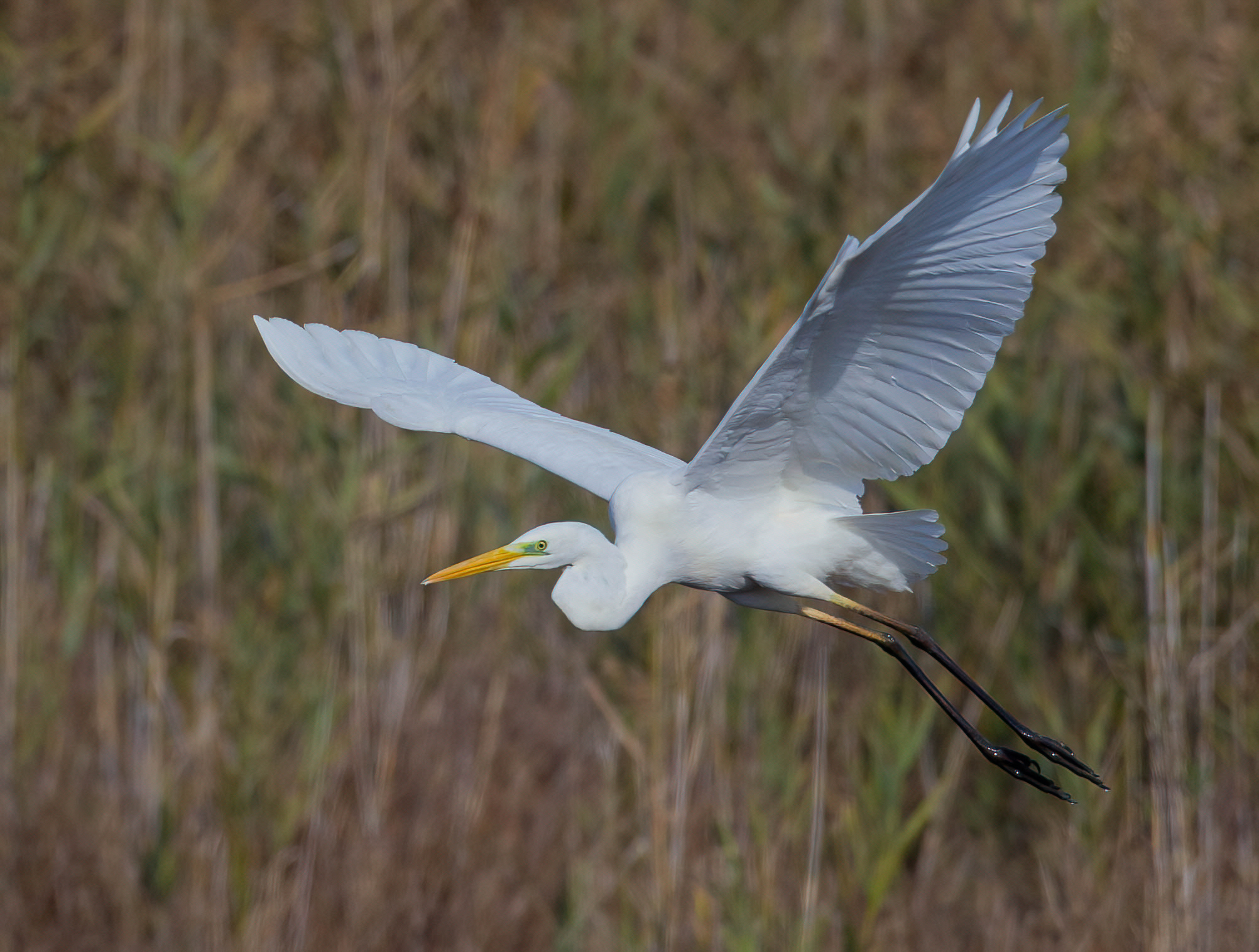 White, the detachment