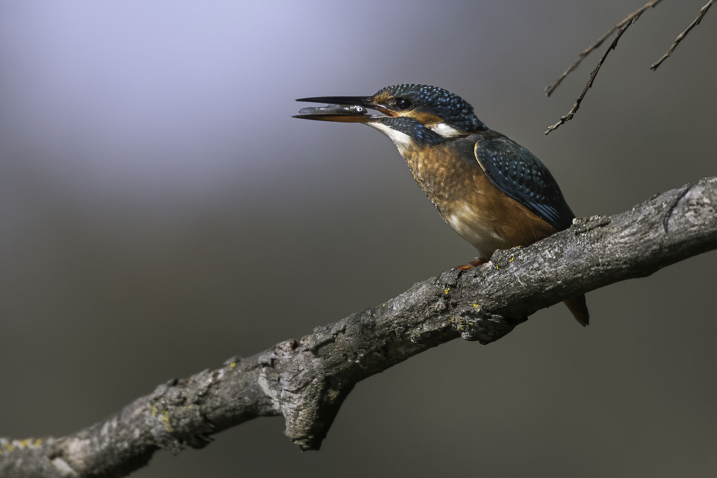 Kingfisher
