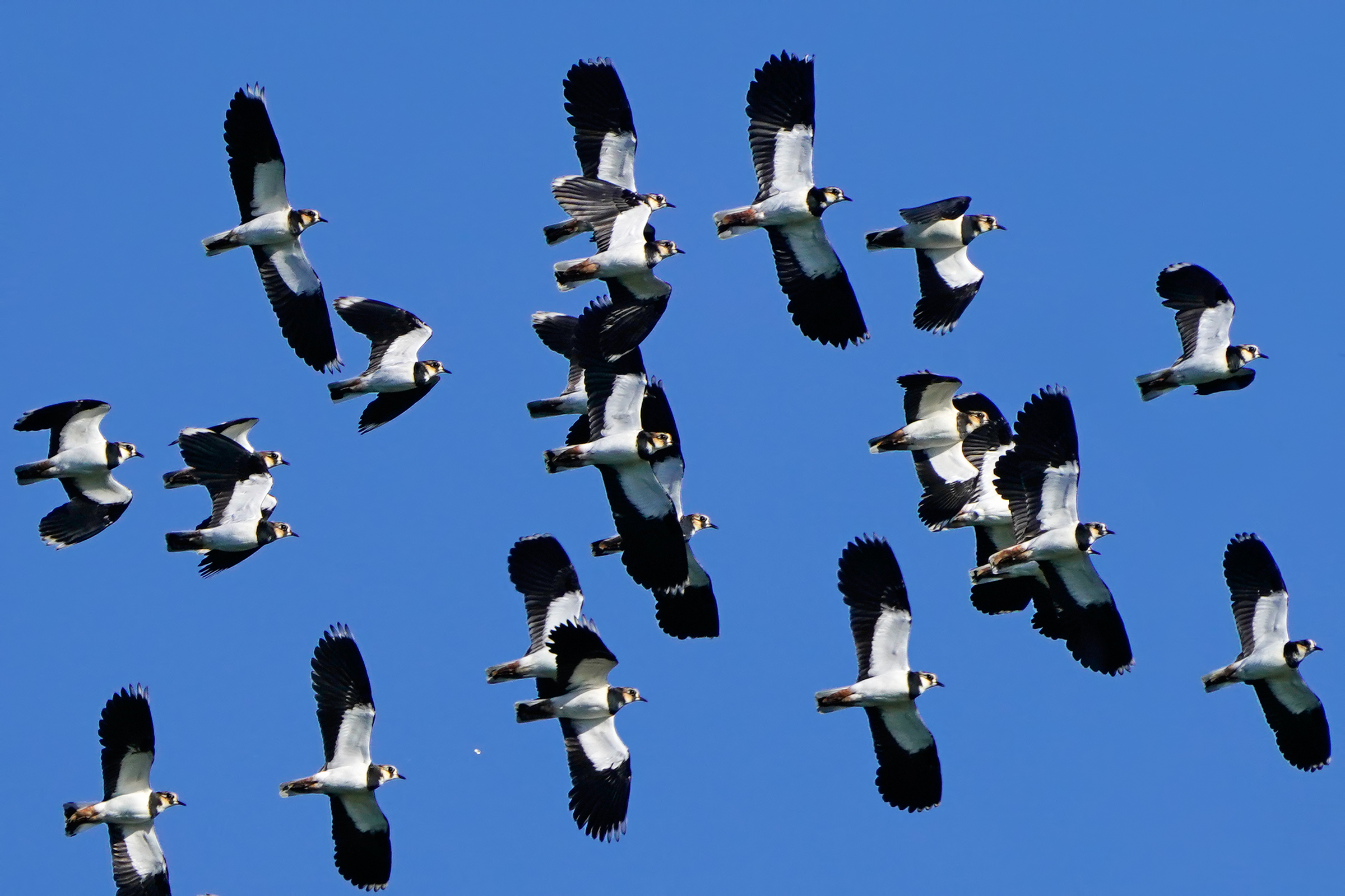 Peacocks in flight