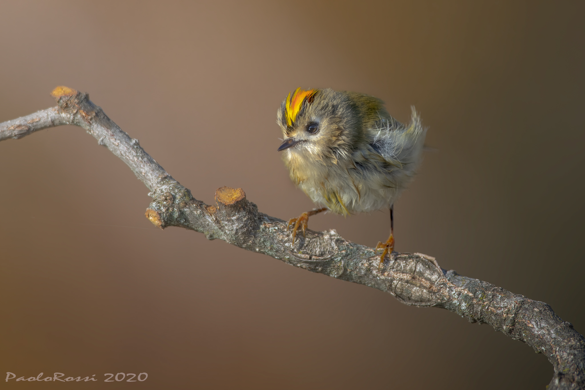 Regolo after the bath...