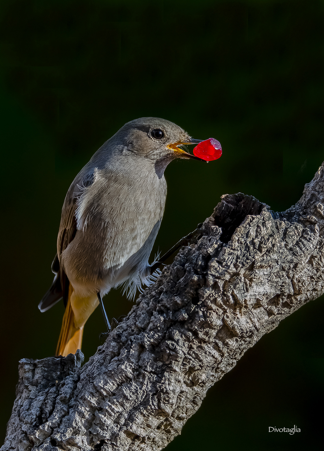 Codirosso spazzacamino