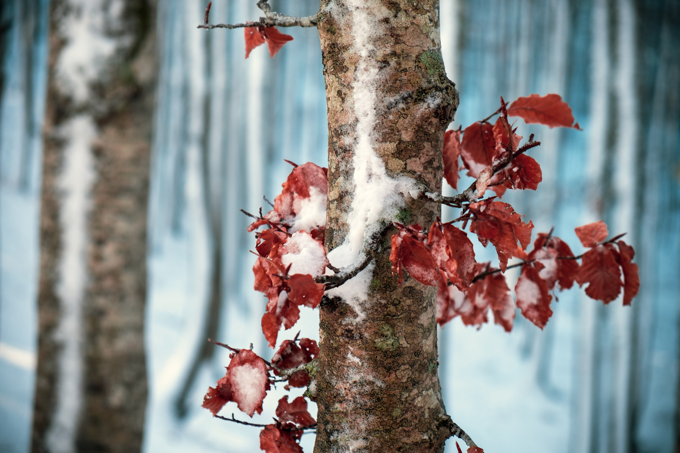 Le ultime foglie d'autunno