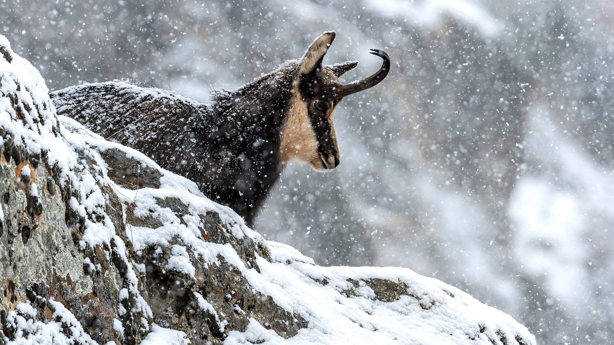 Sotto la neve
