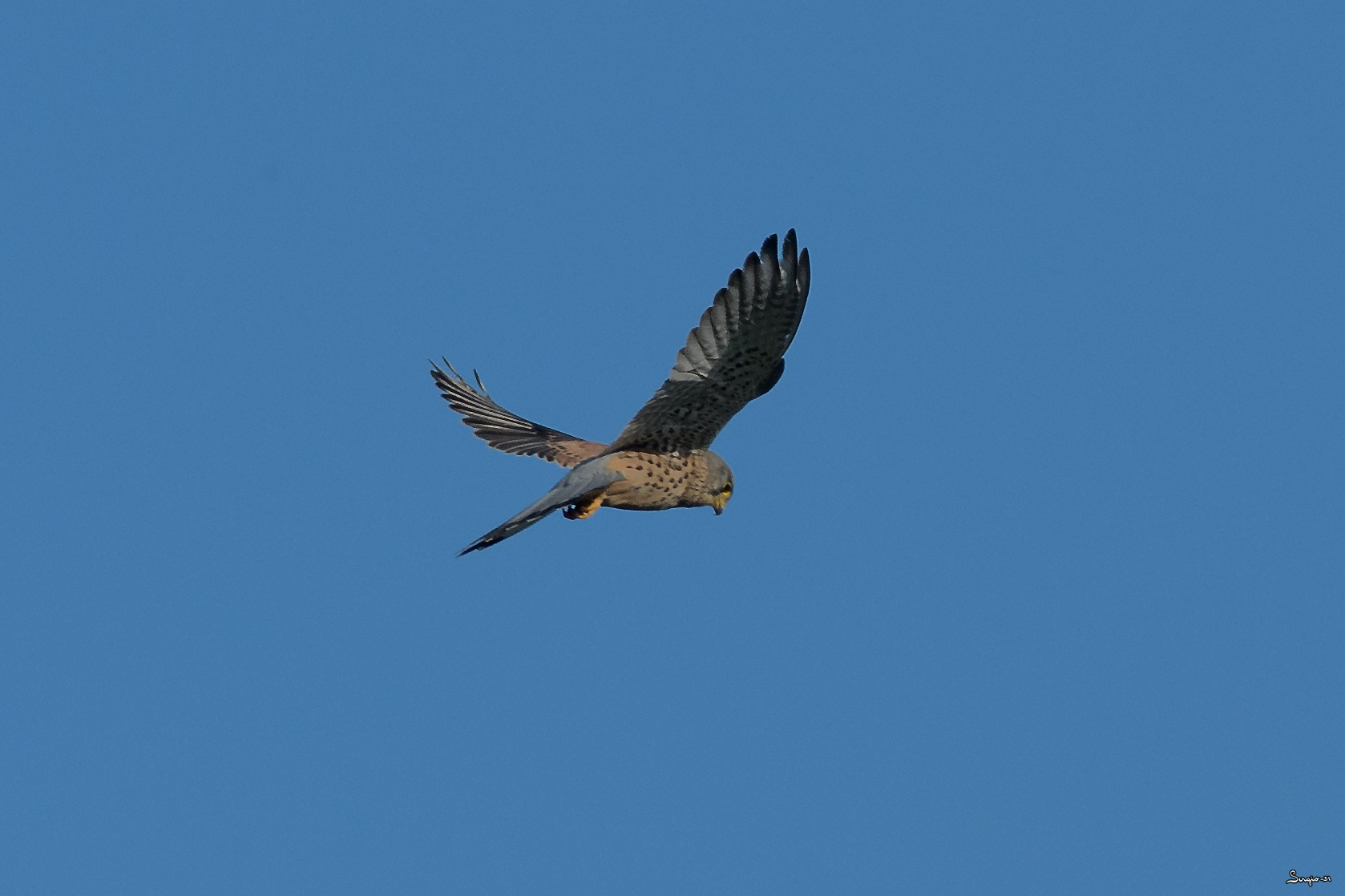 Kestrel