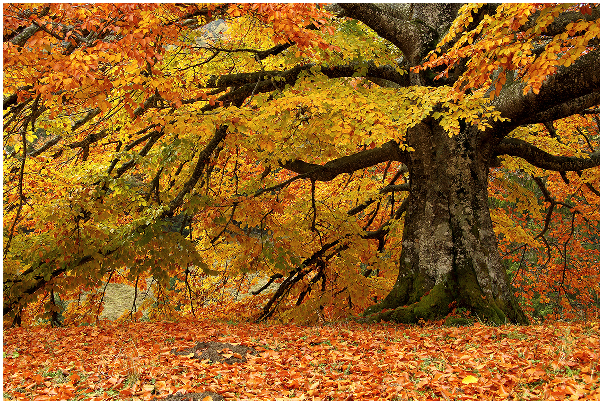 the colors of the beech
