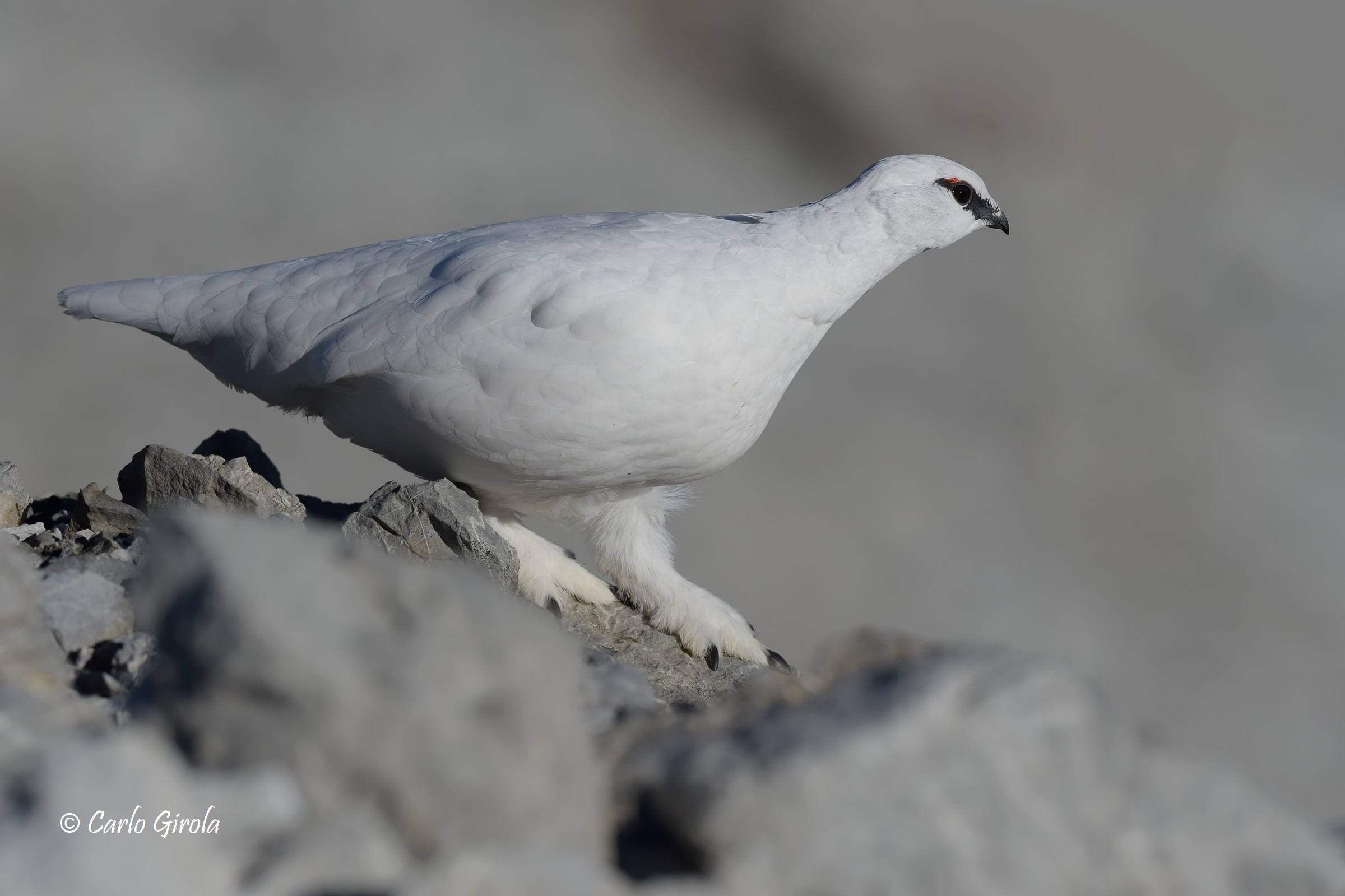 White Partridge (Lagopus muta)