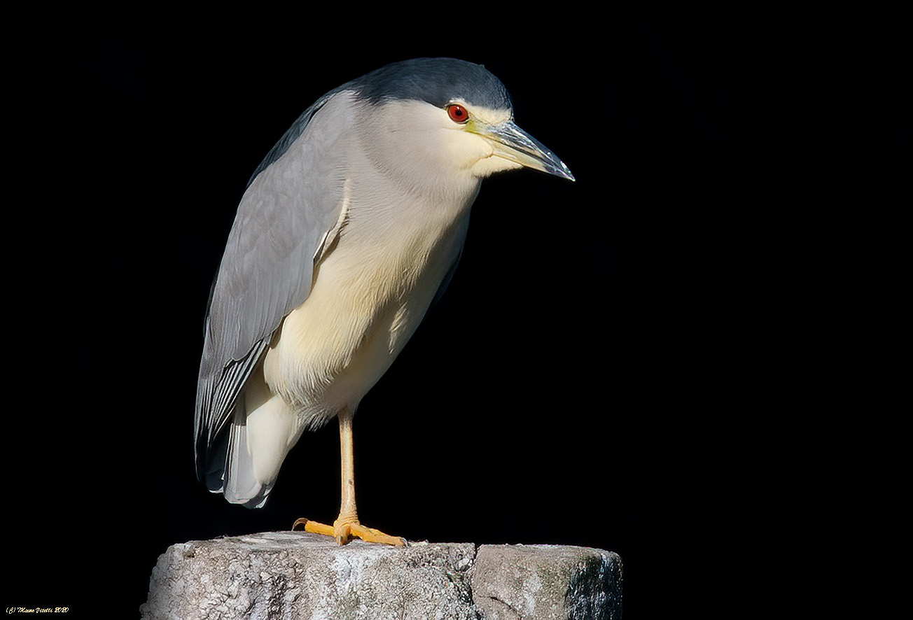 Nitticora (Nycticorax nycticorax)