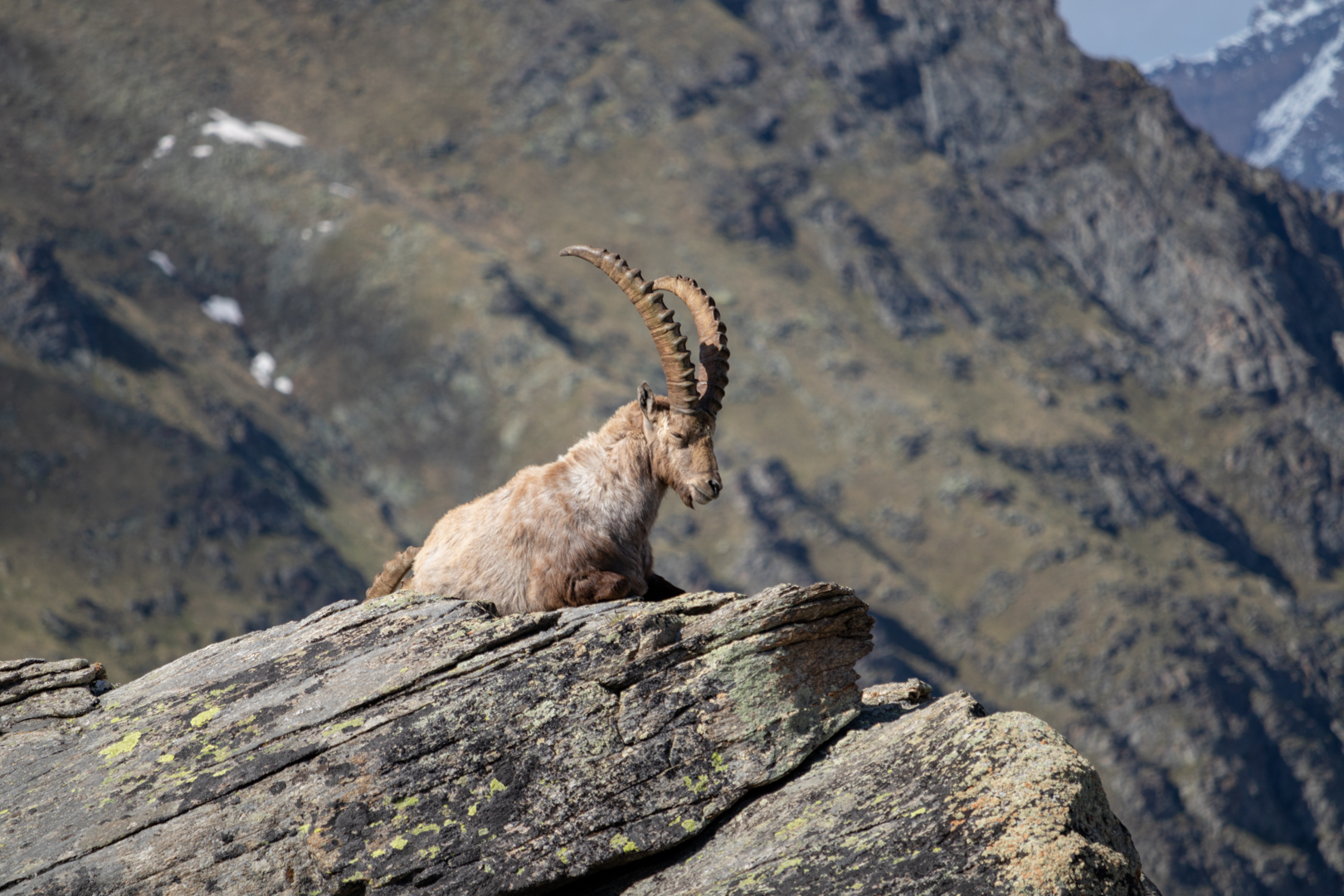 Afternoon Pennichella