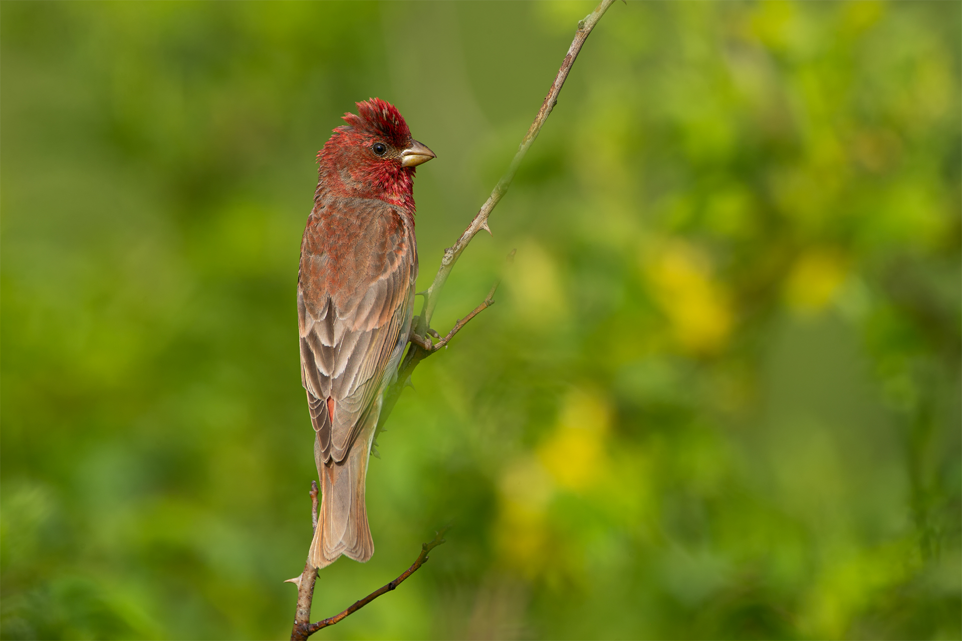 Carpodacus erythrinus (Common rosefinch)