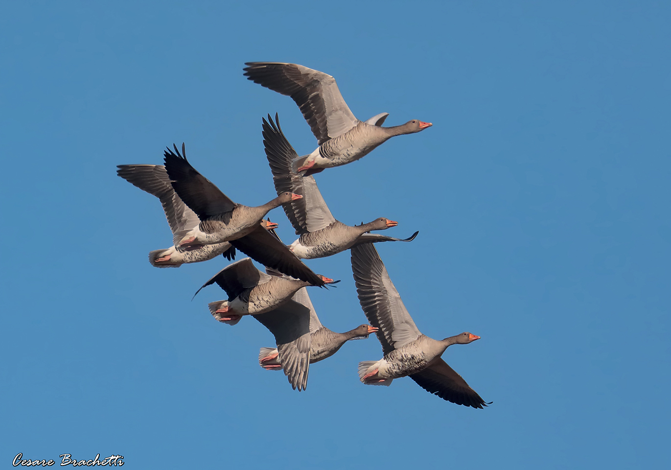wild geese