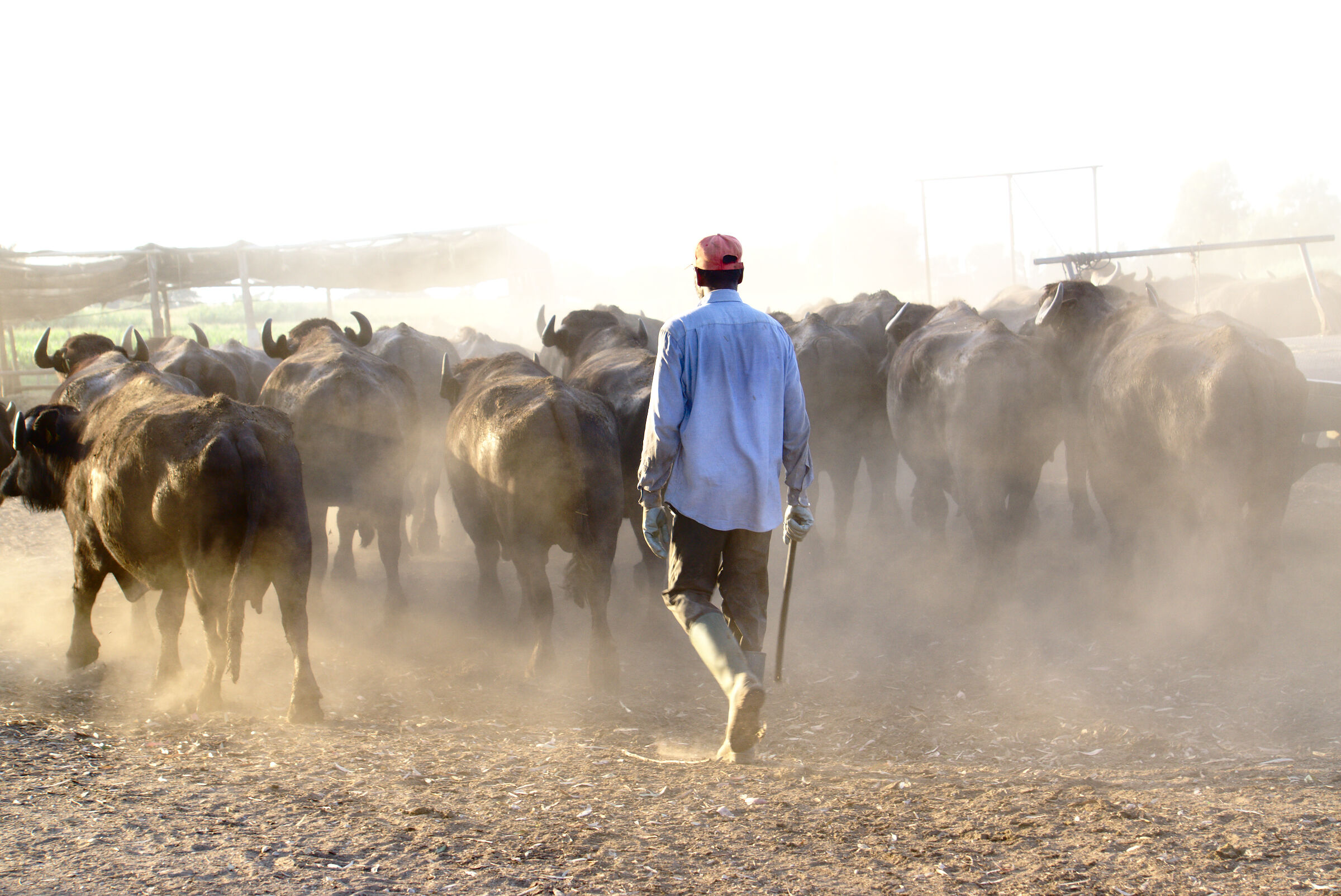 Bufalara Municipality