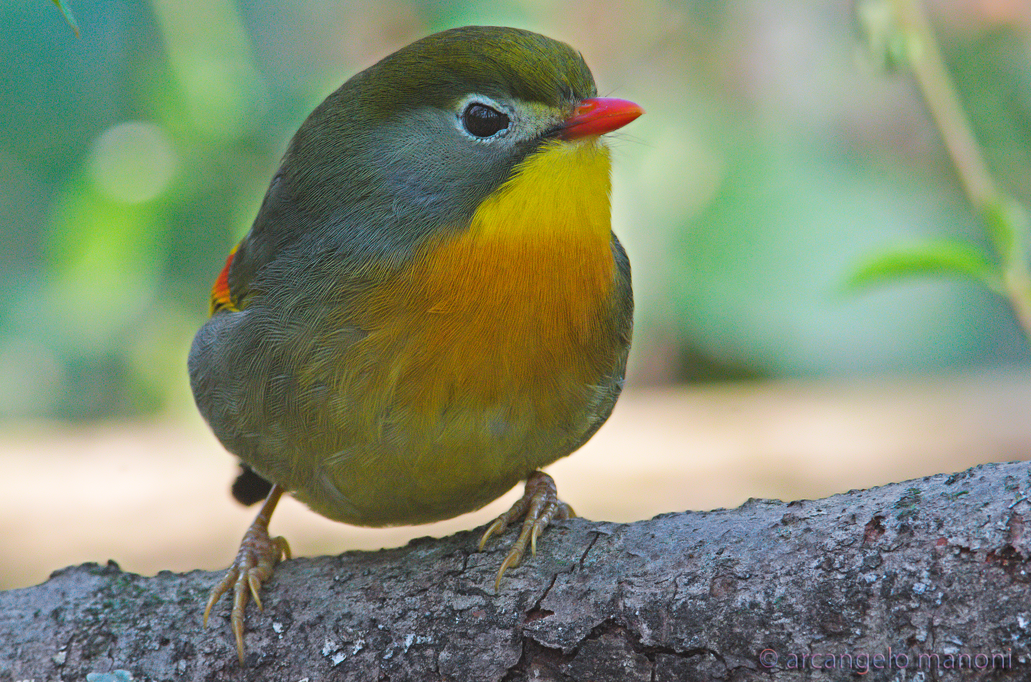 Nightingale of Japan like a colored ball