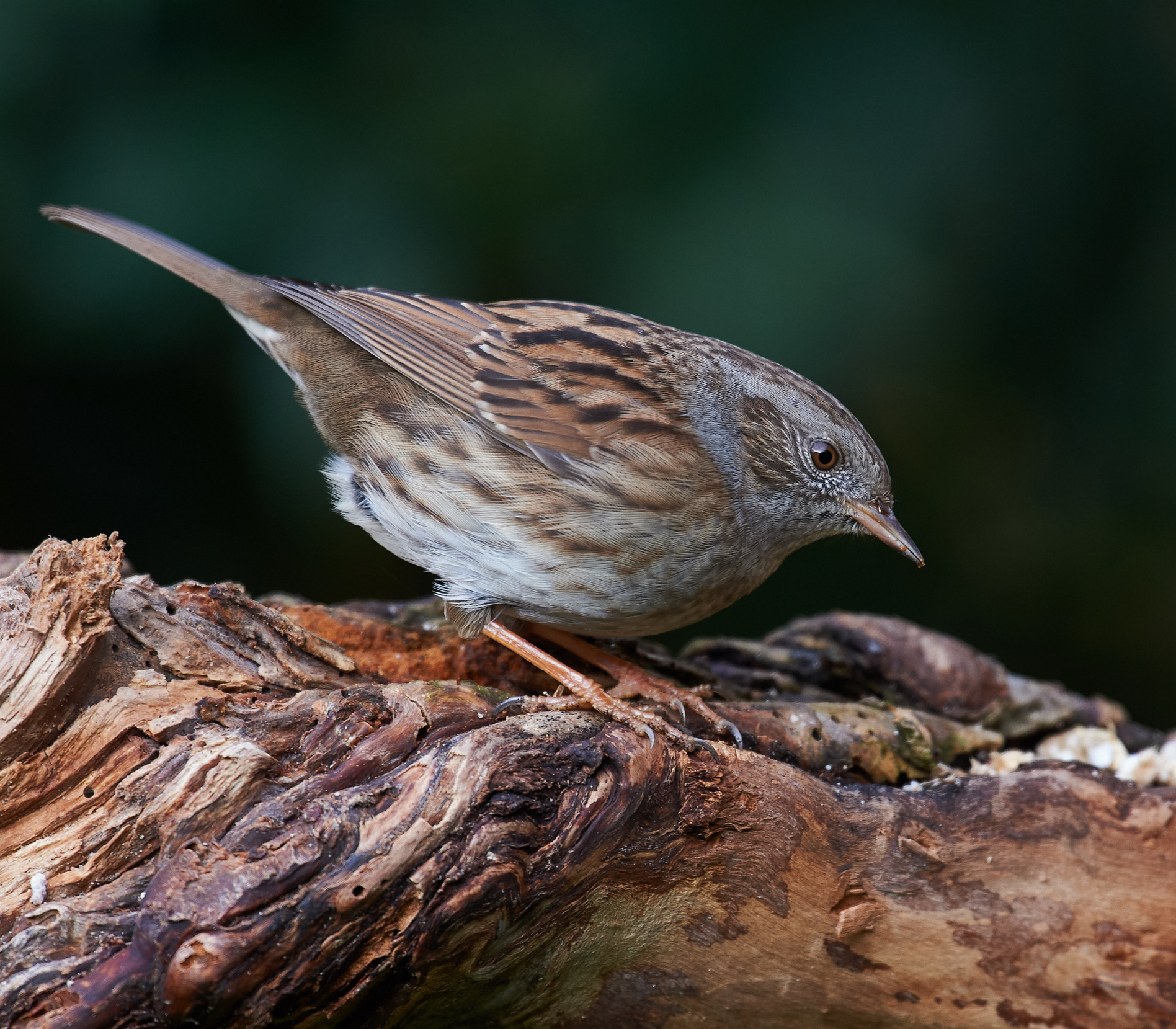 Dunnock