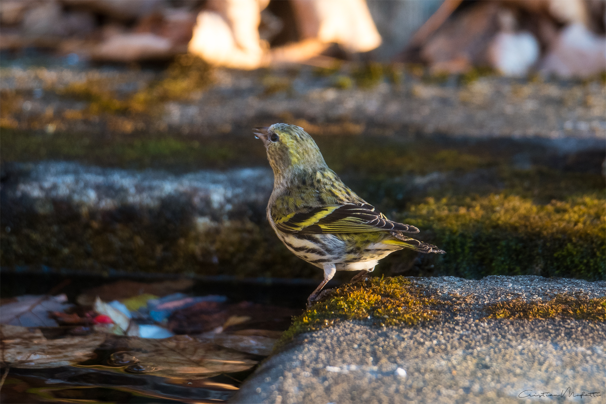 Common Lucherino (Spinus Spinus)