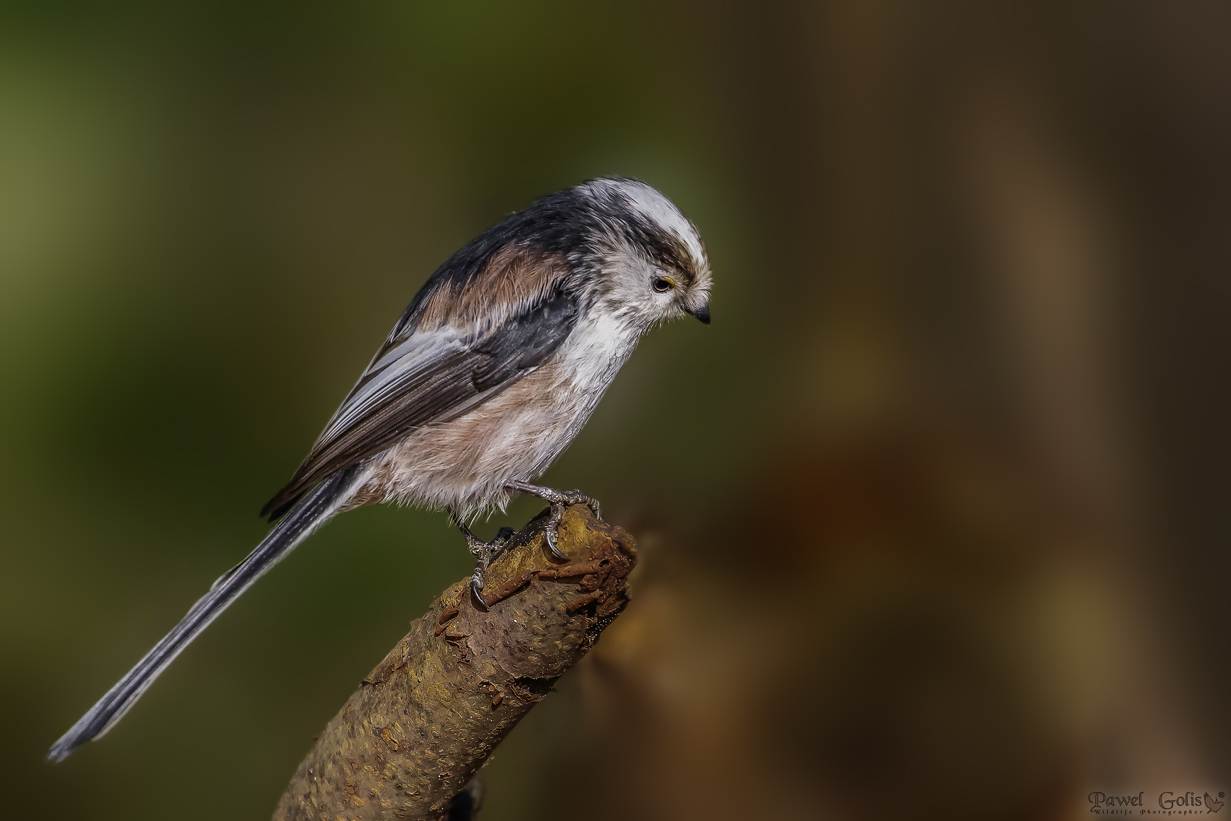 Bushtit dalla coda lunga (Aegithalos caudatus)