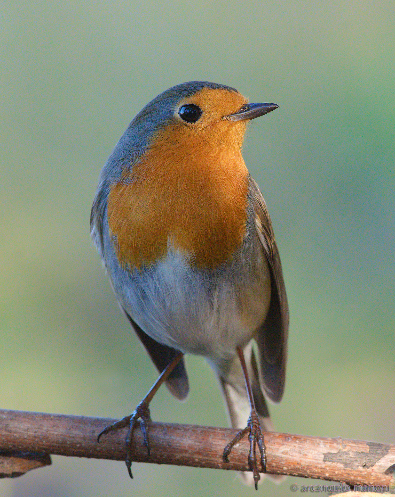 Un cuore grande grande disegnato rovesciato sul petto