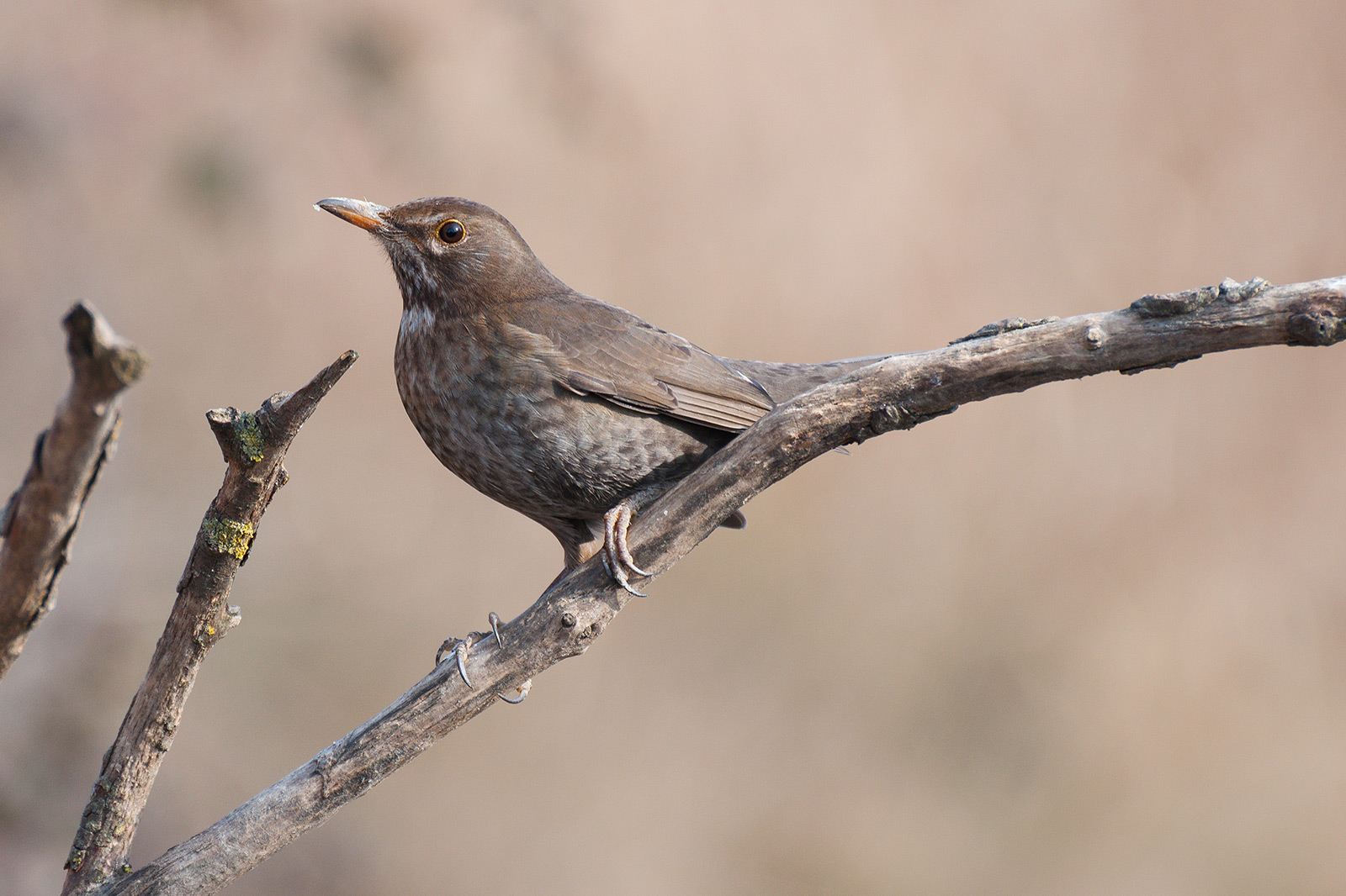 I'll show her claws!