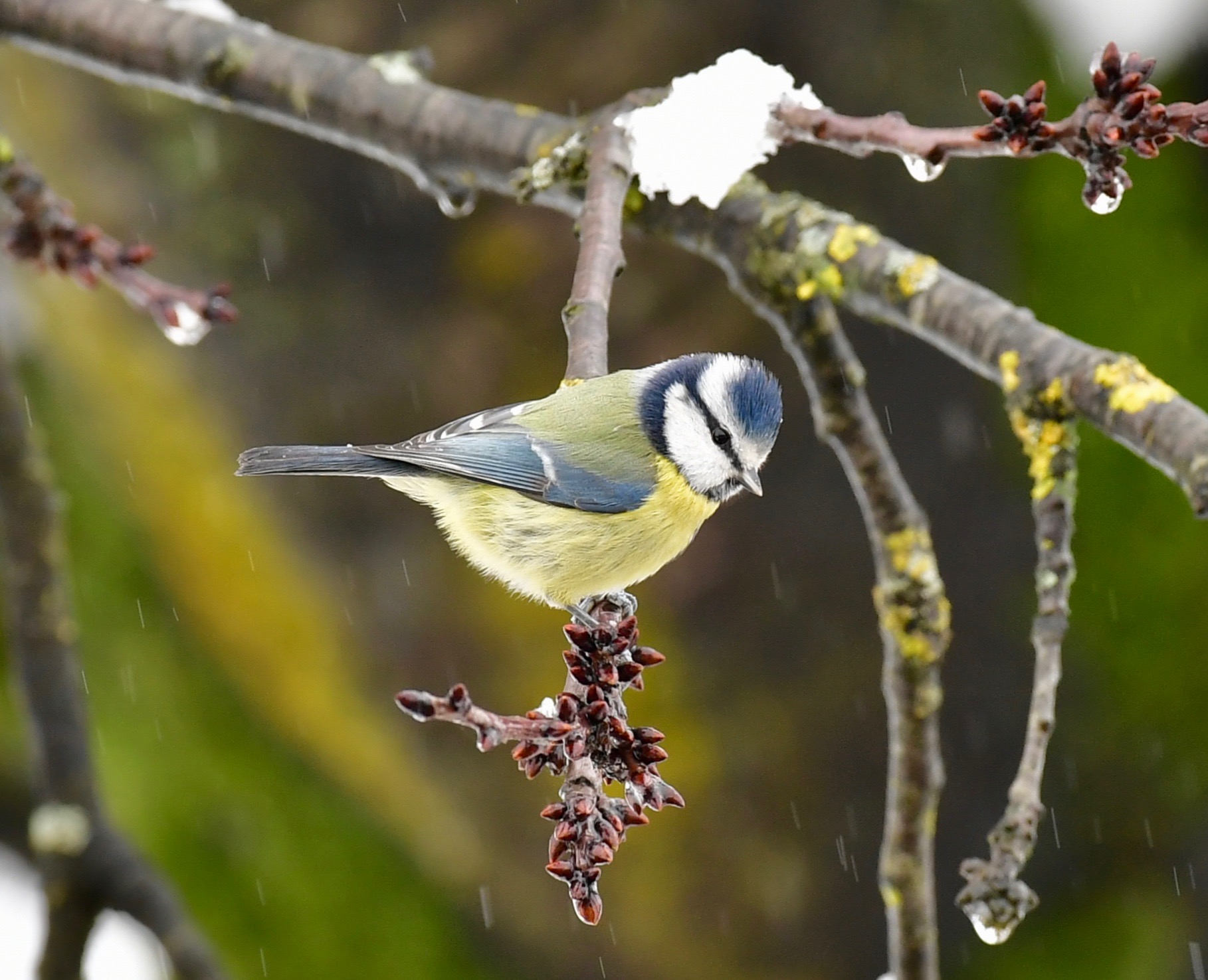 Cinciarella con la neve