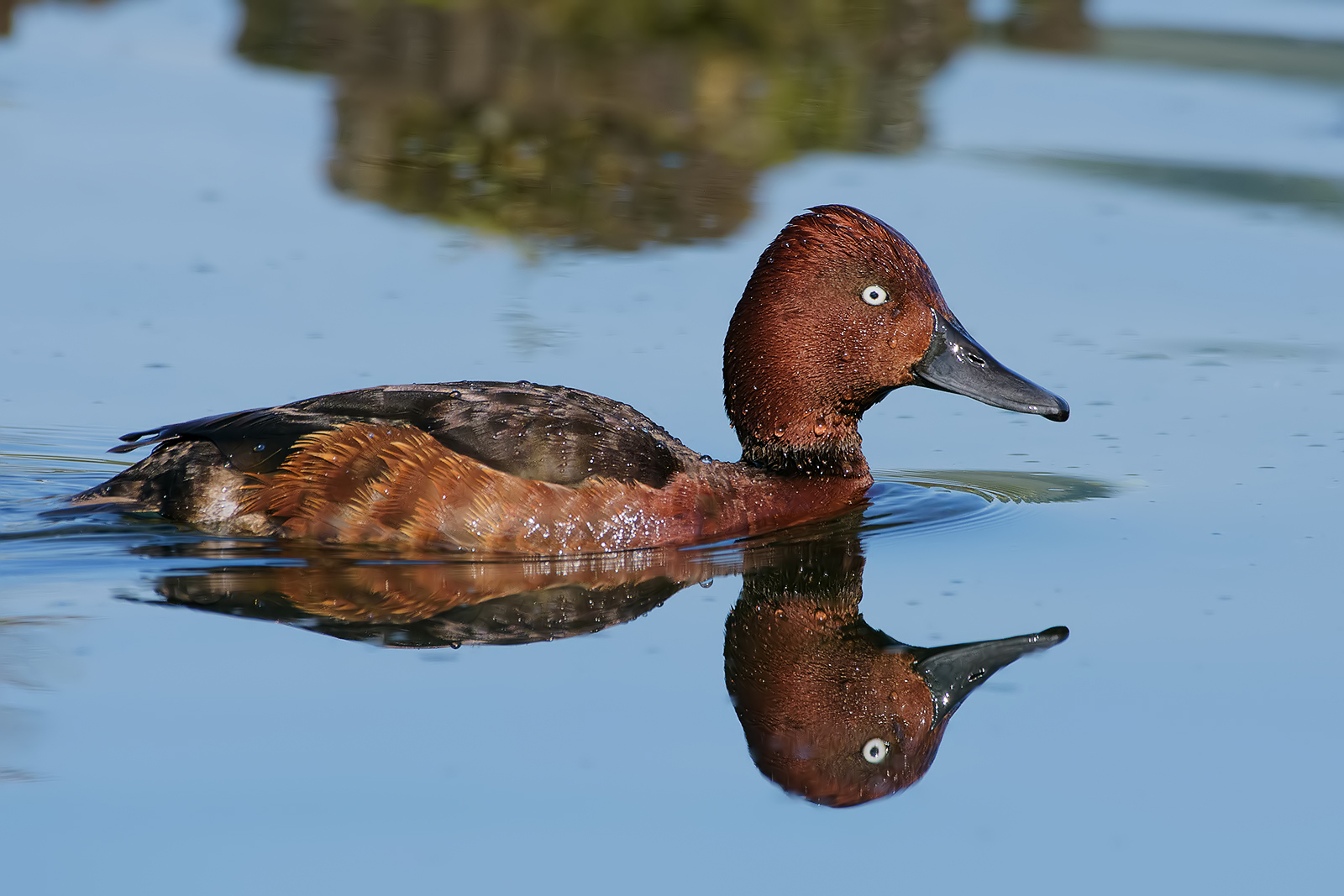 Moretta tabaccata (Aythya nyroca).