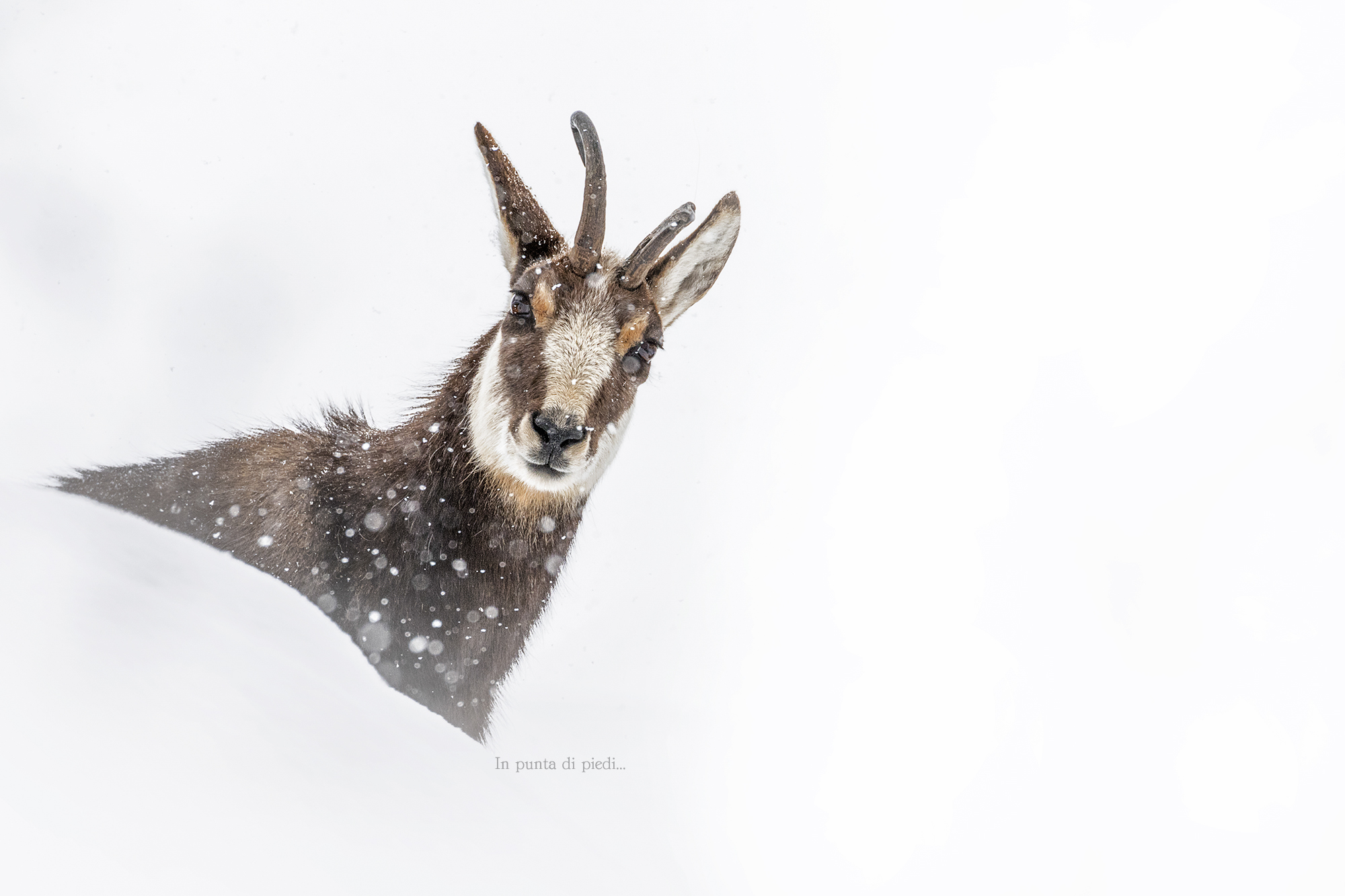 Emmène moi, in the Chamois des Alpes