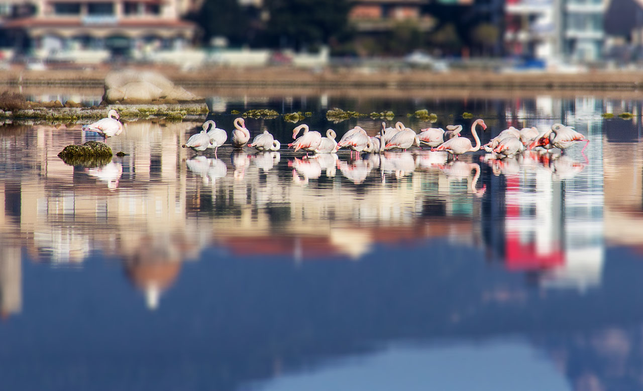 Pink Flamingos in the city - Olbia