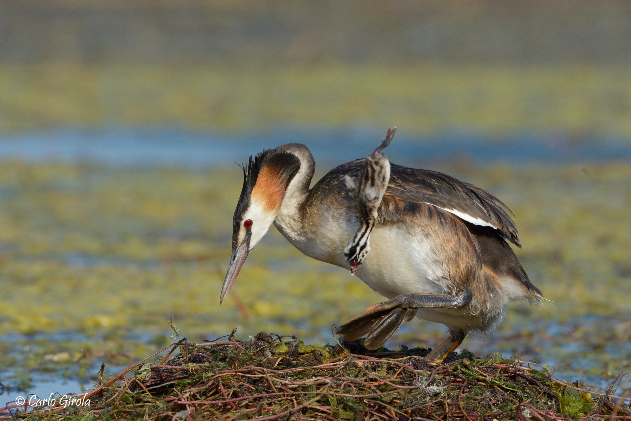 The Fall of the Major Svasso (Podiceps cristatus)