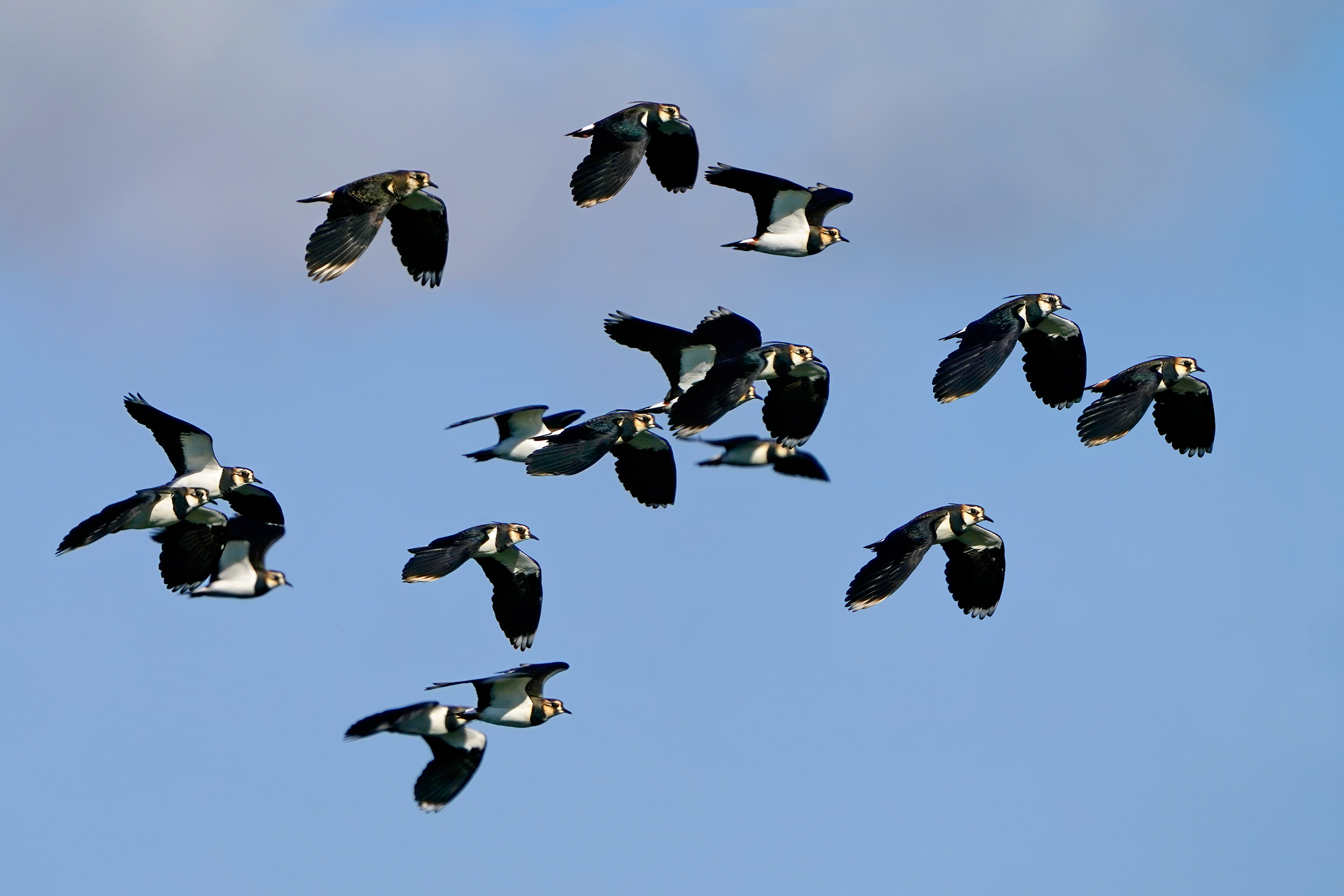 The peacocks are coming