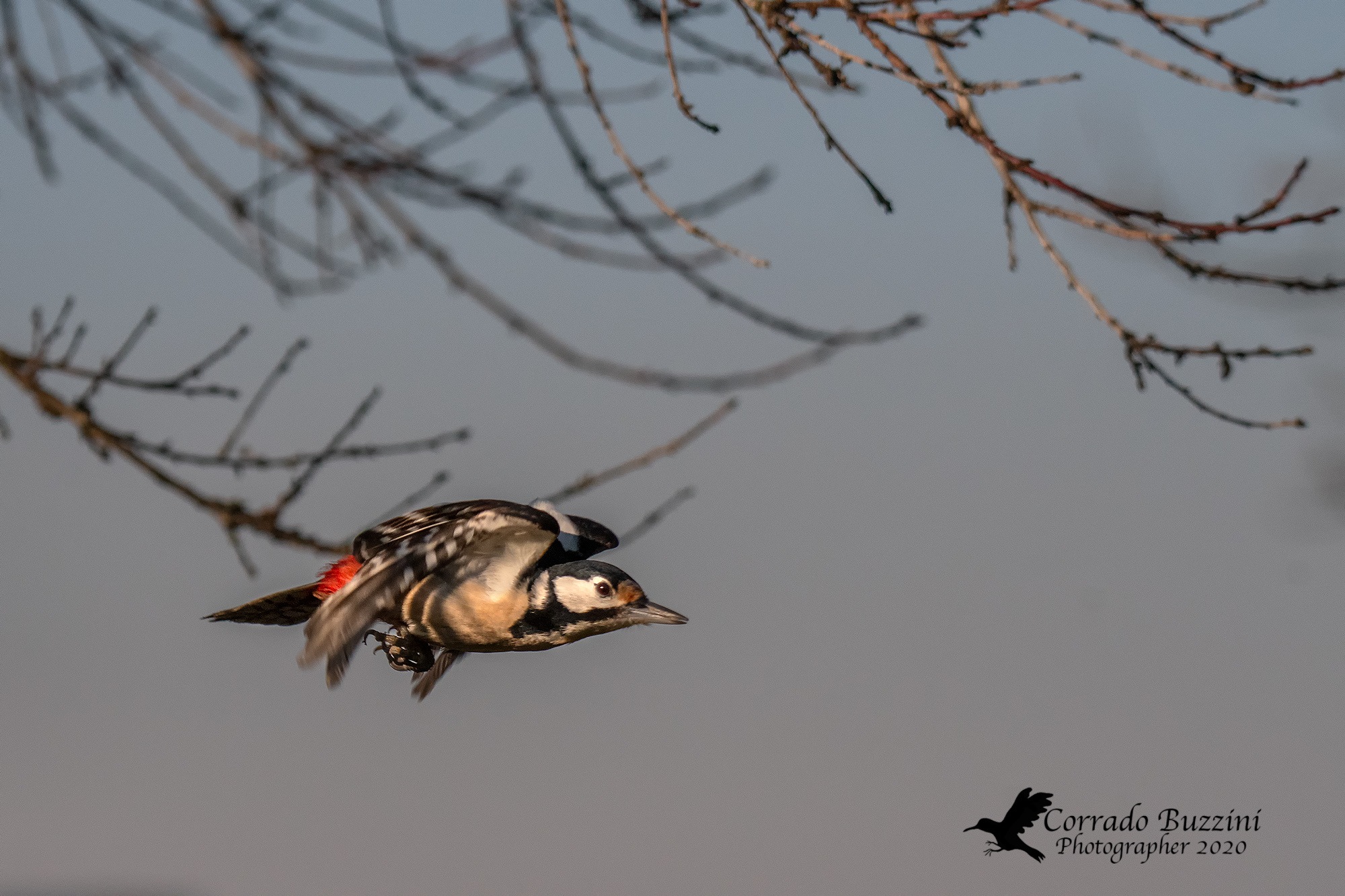 Red woodpecker in flight