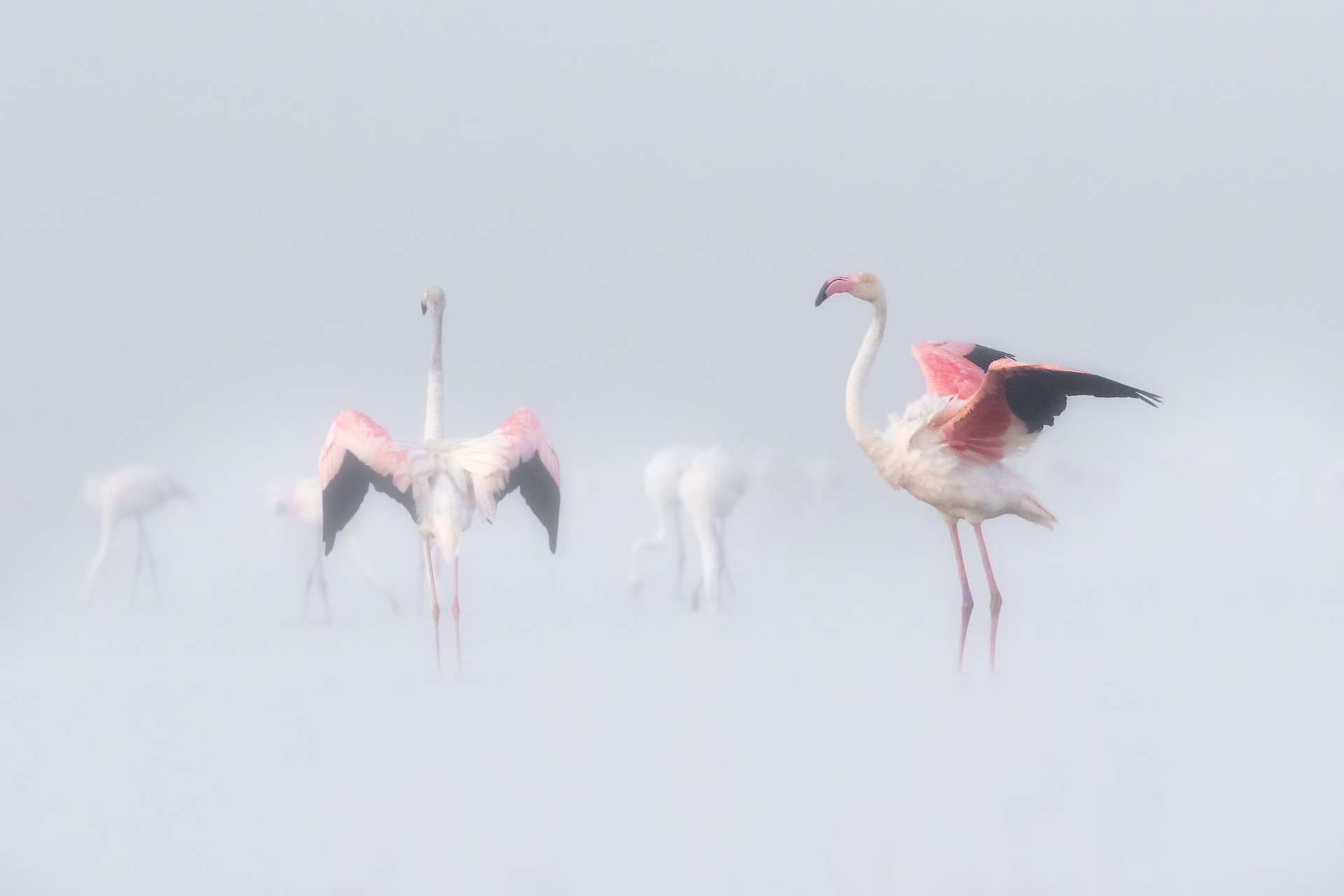Flamingo in a foggy sunrise