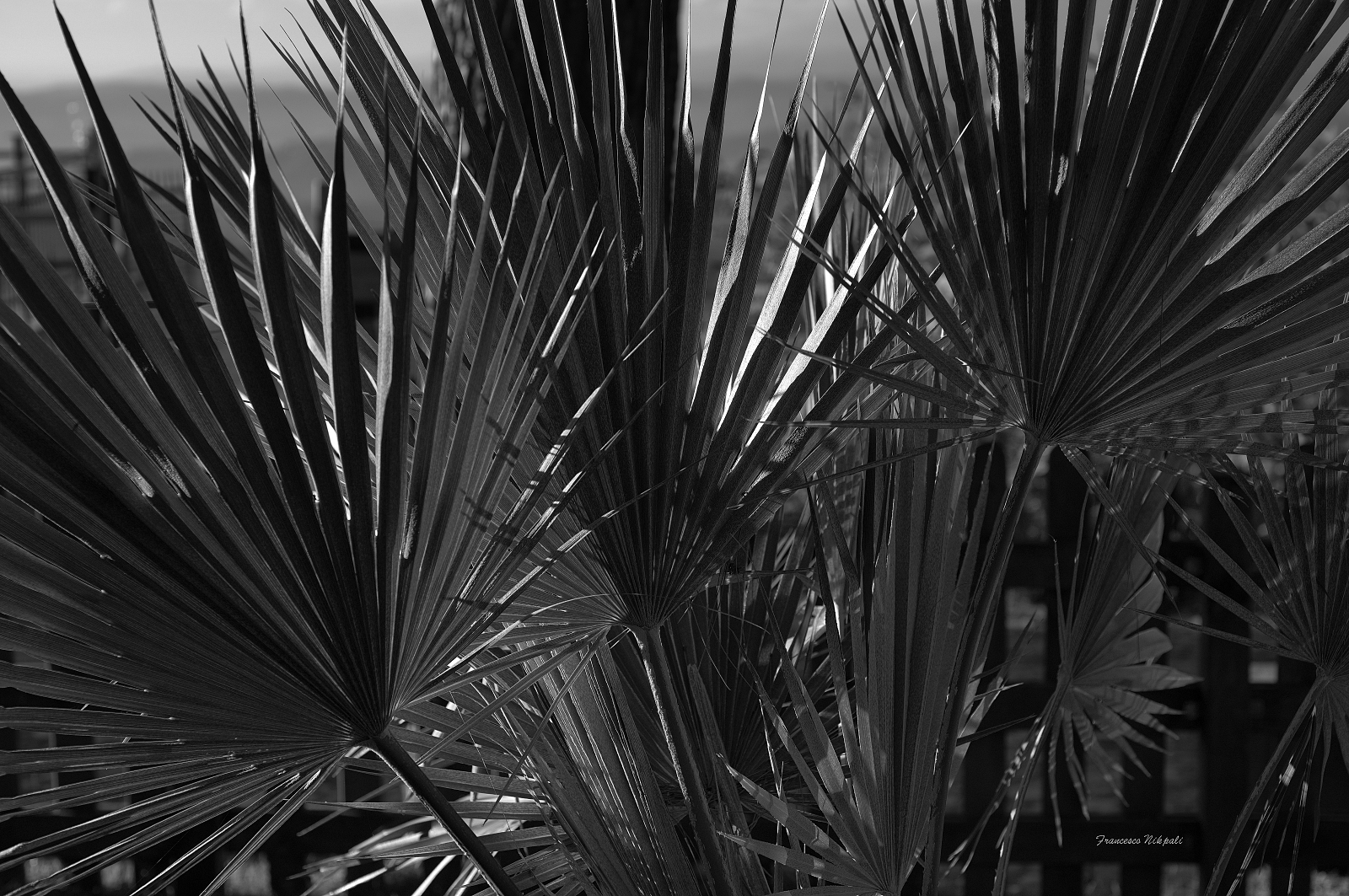 A un palmo dalle palme