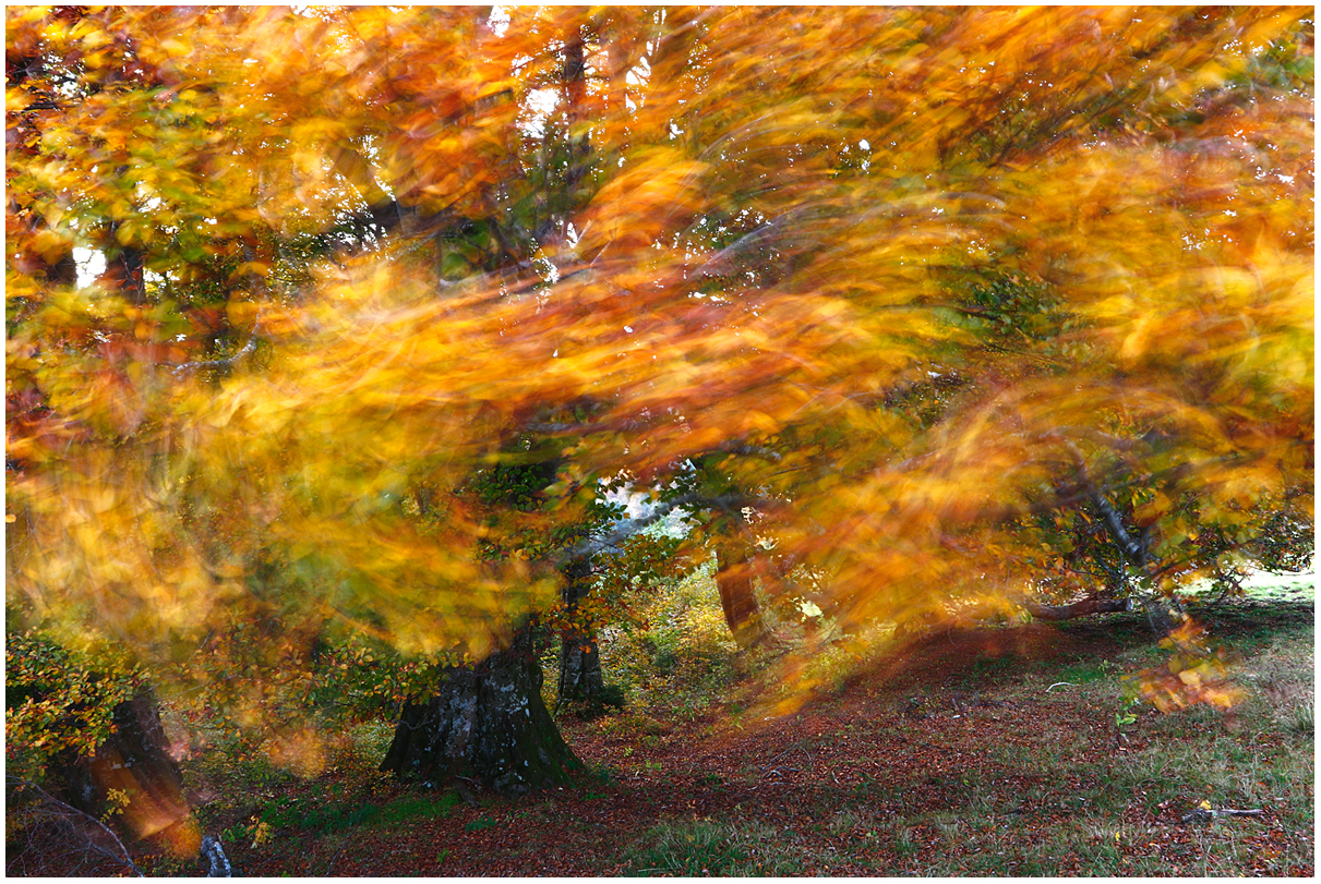 beech caressed by the wind