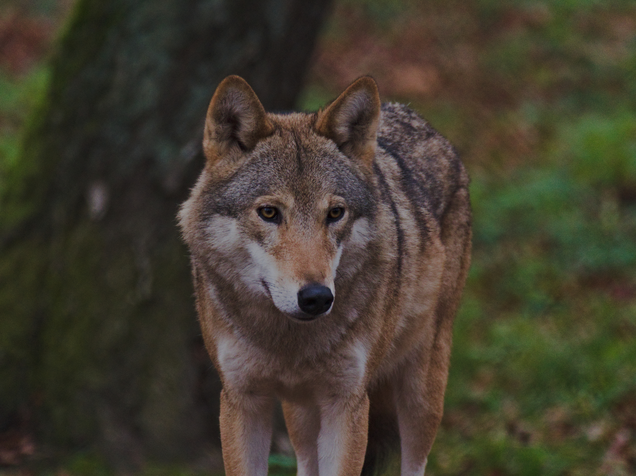 Grey wolf as Canis lupus