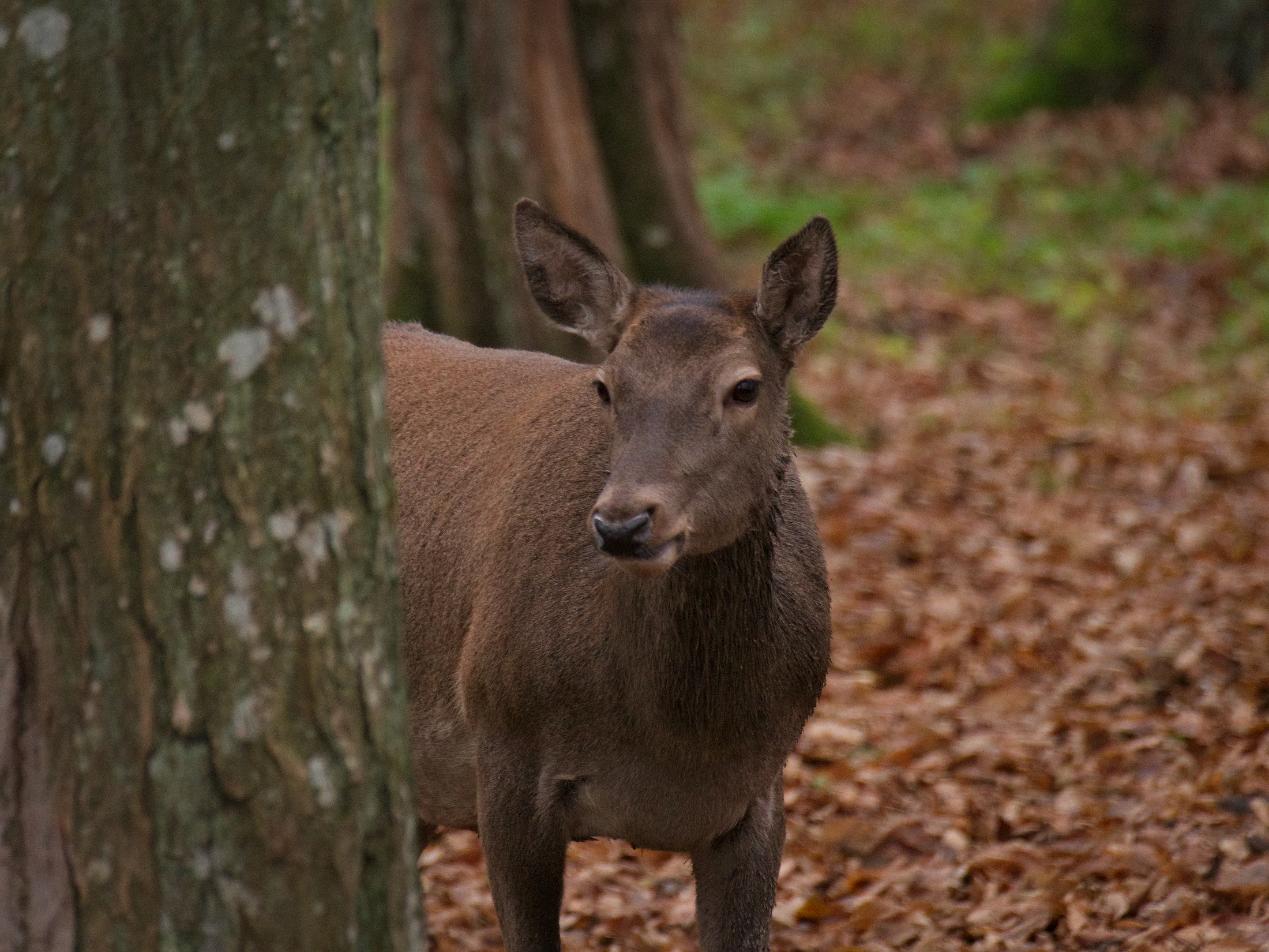 Linnaeus Deer