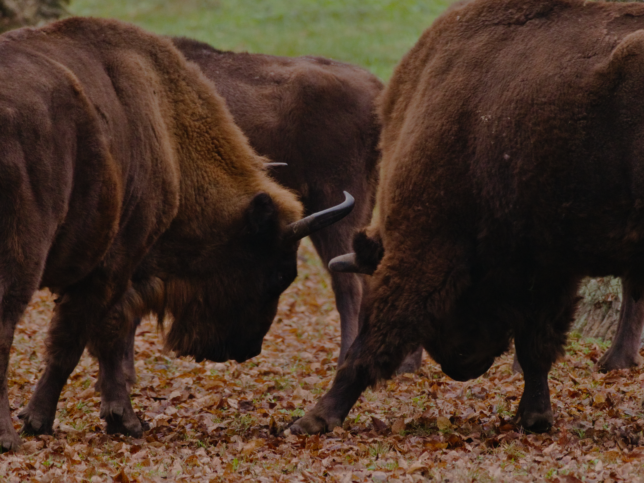 Two Bison bonasus Linnaeus fighting