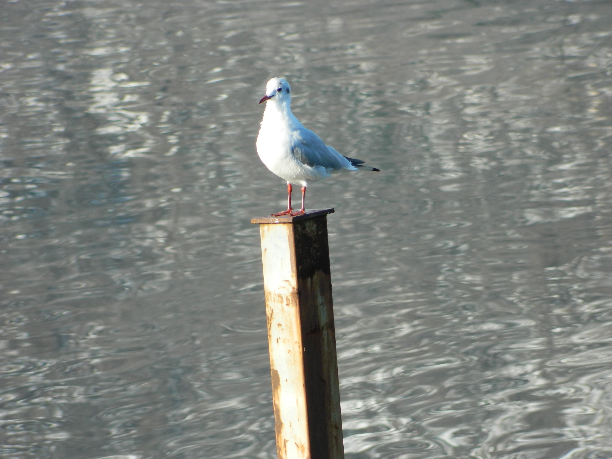 Seagull